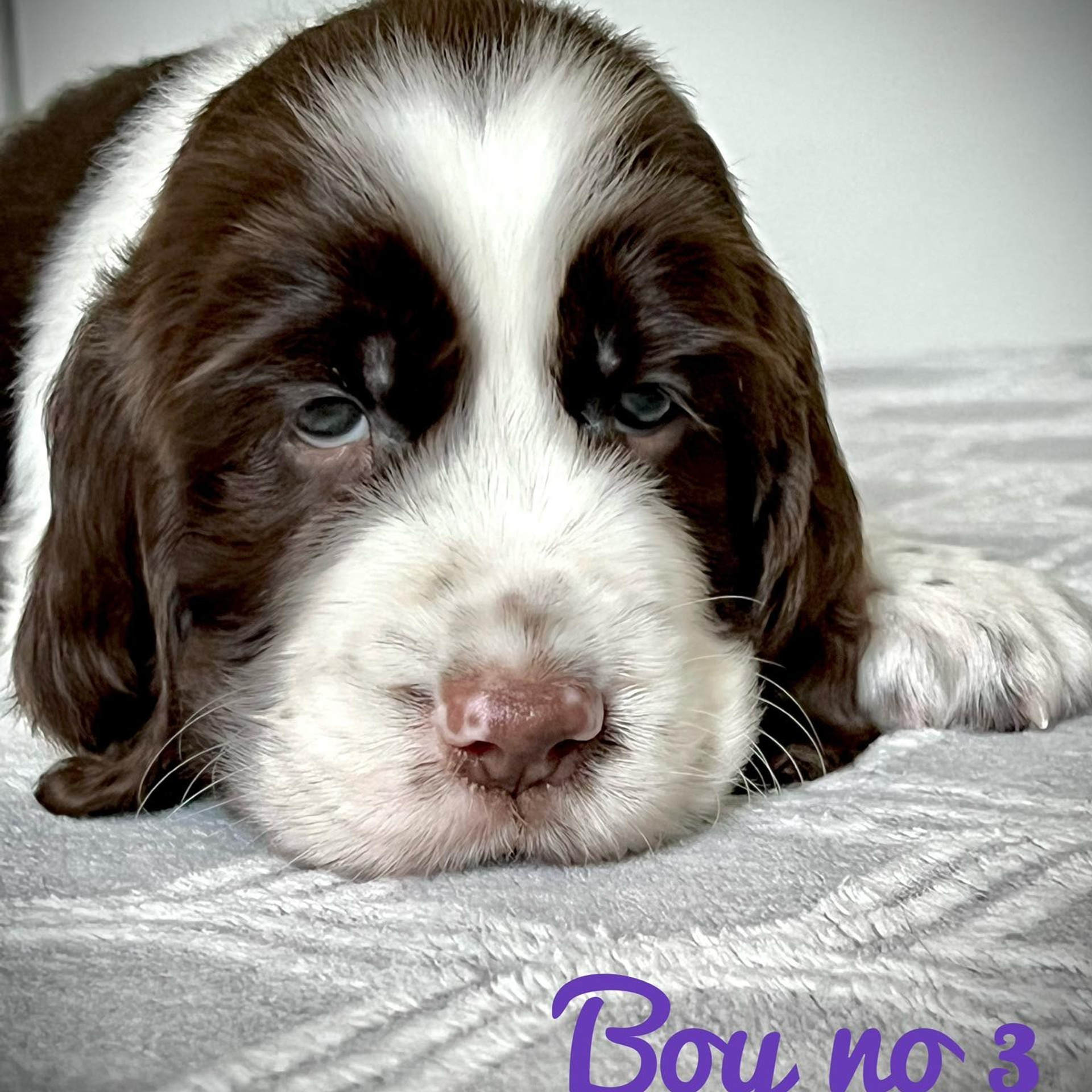 Gallery. Website of the titled stud dog of the Springer Spaniel breed