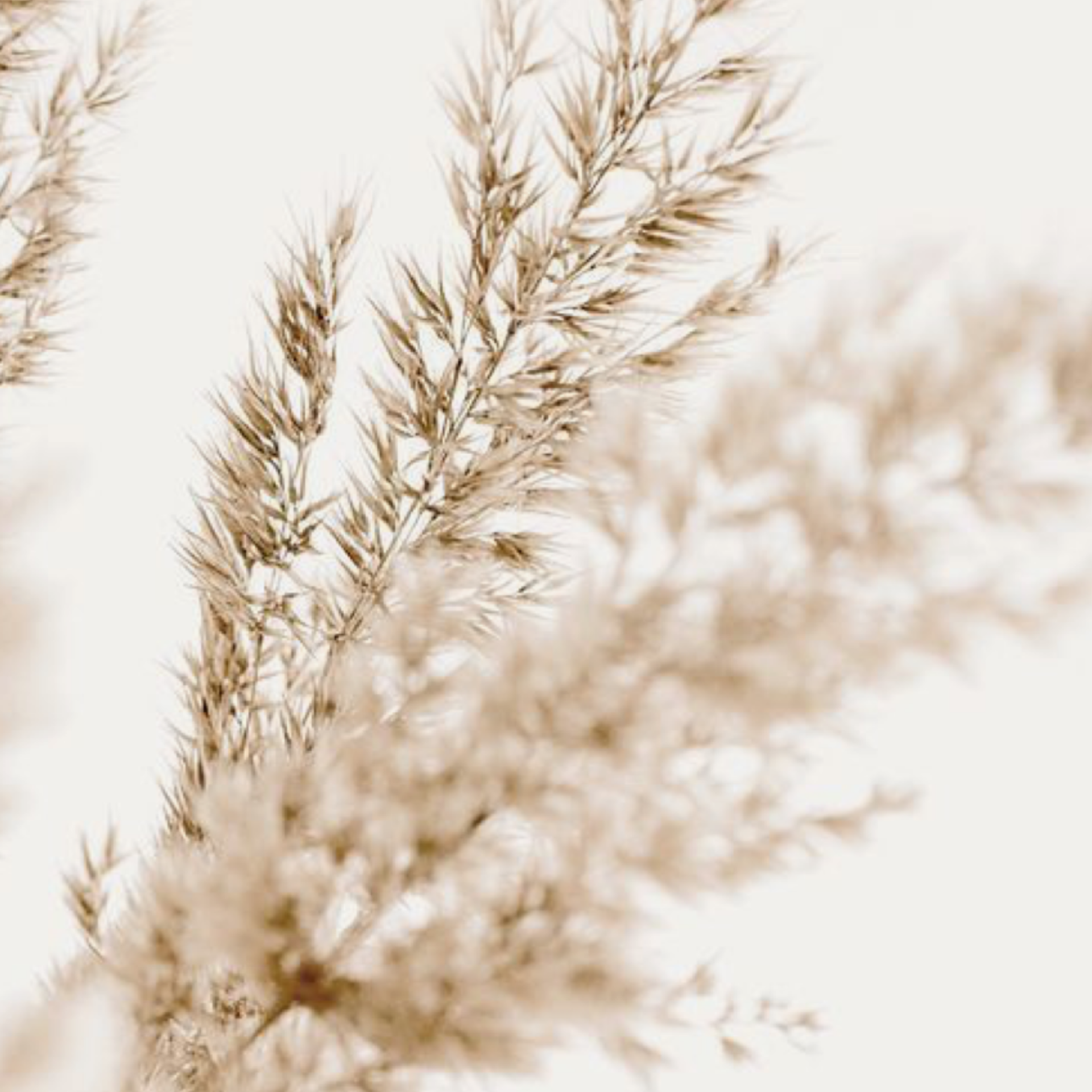 Feedbacks. Professional photographer in NYC Kristina Bagdasaryan