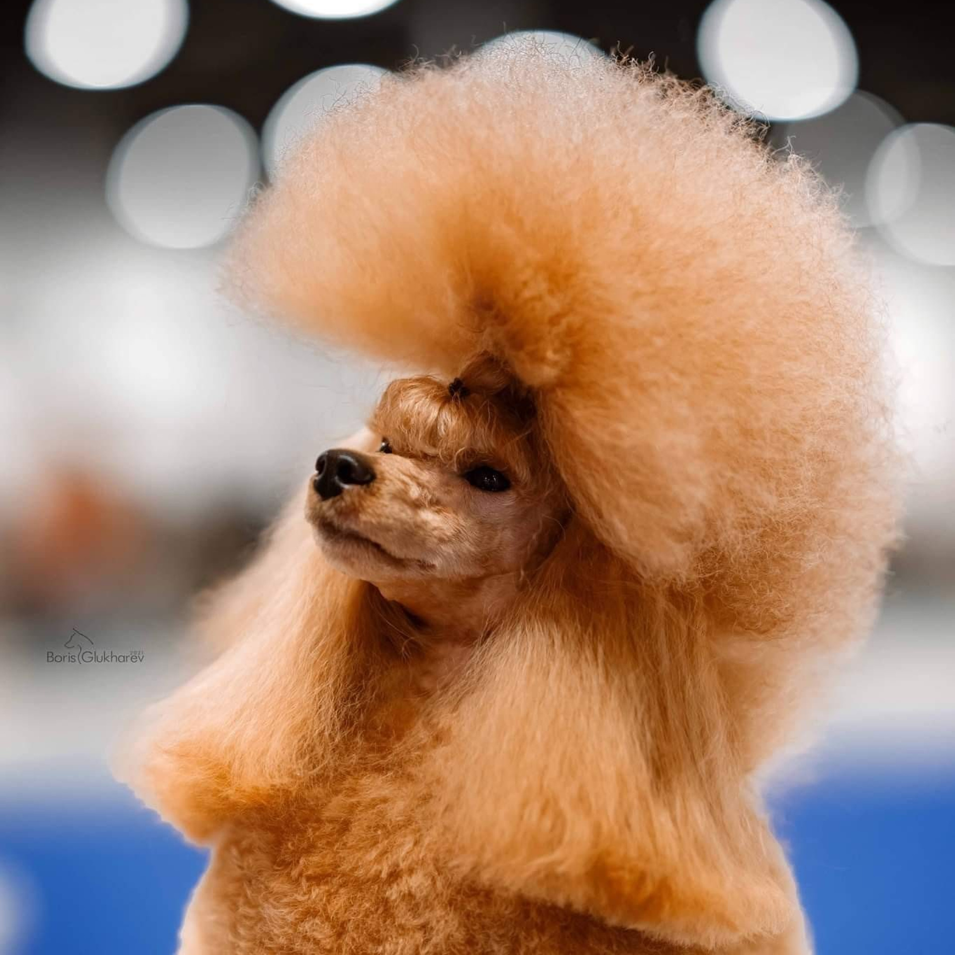 Critiques du travail du photographe. Impressions des clients. Photographe à Strasbourg | Portraits, Studio, Enfants, Événements