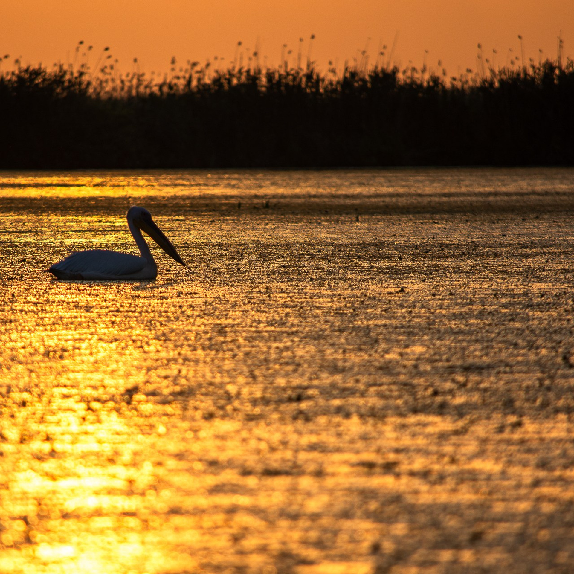 Natura și wildlife