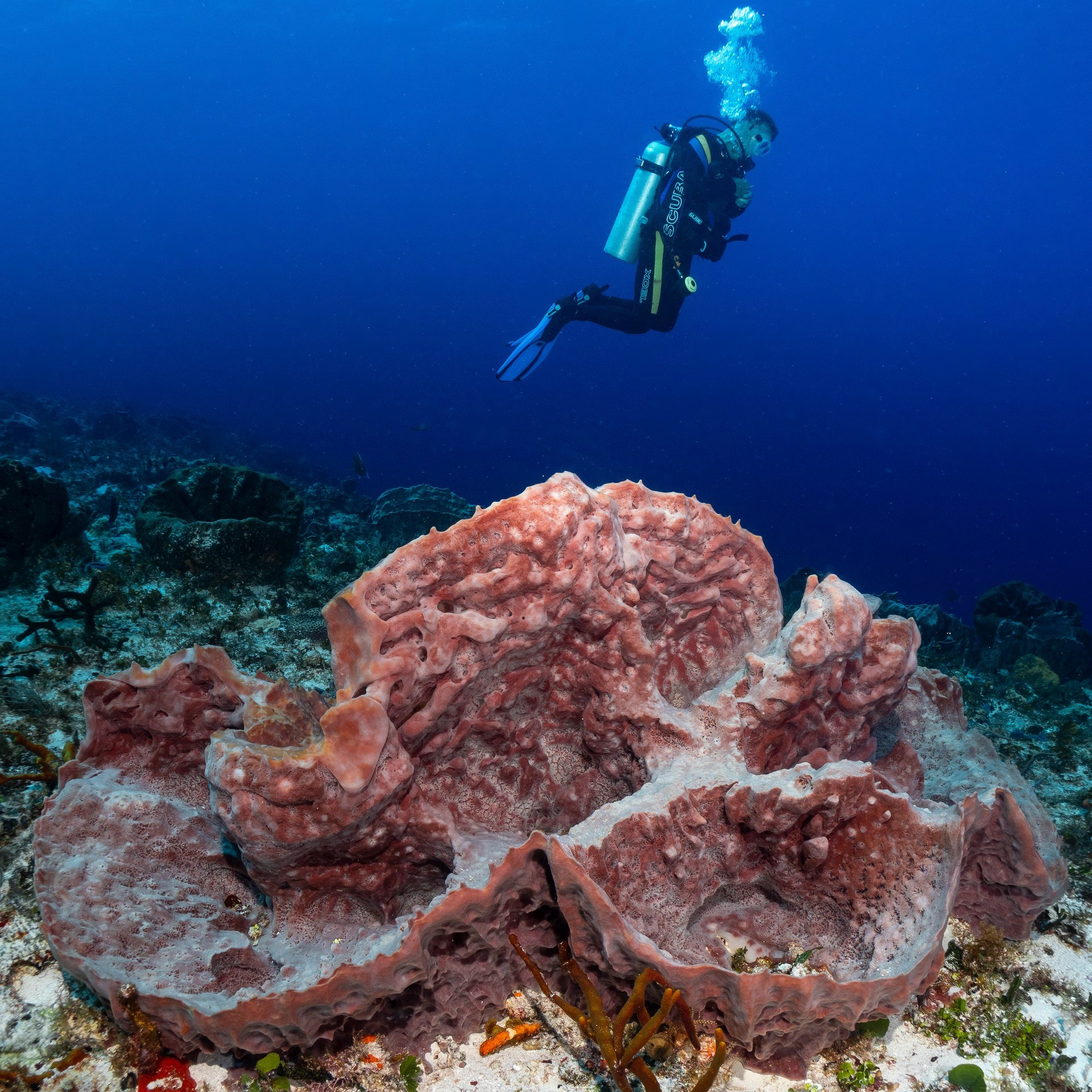 Testimonials. Your photographer on land and under water— Alexey Zaytsev