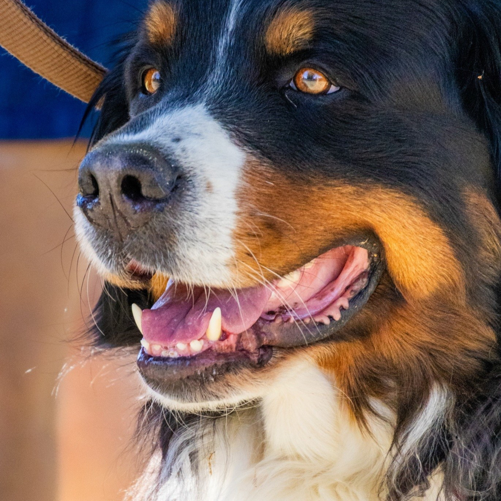 Testemunhos. DGallery | Fotógrafo de Eventos, Pets e Bebés no Porto