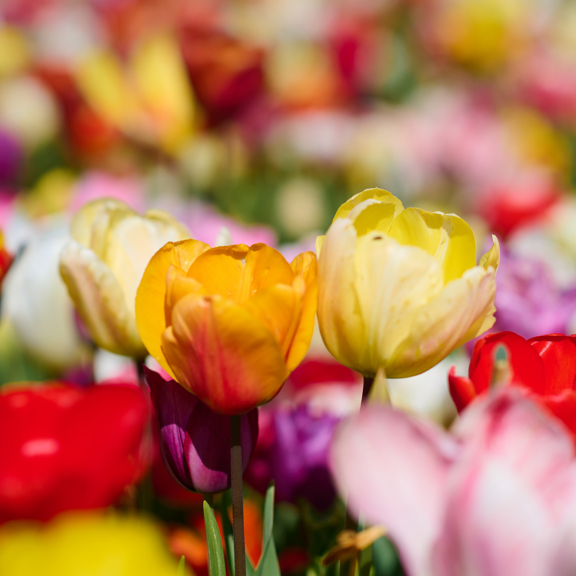 Feedback. Dulaeva Photographer