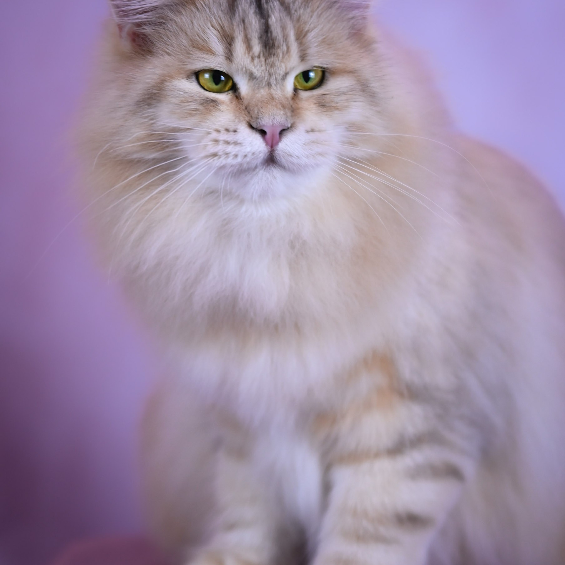 Taisiya, sunshine silver Siberian cat with golden eyes - champion queen known for her luxurious coat and calm temperament