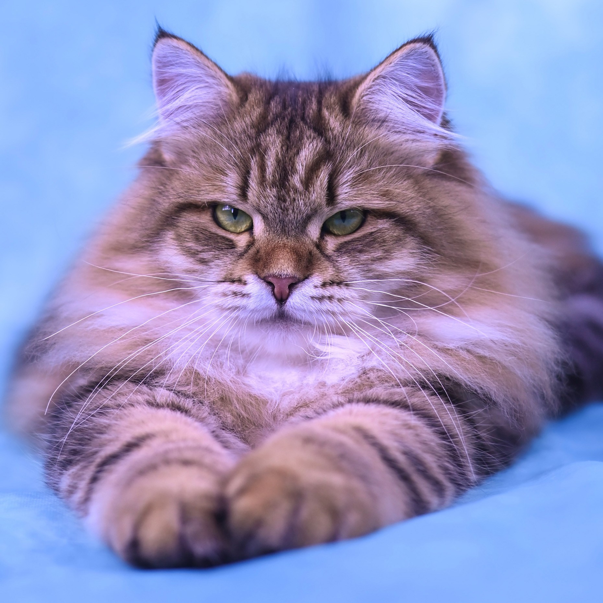 TICA champion cat Umnica, brown tabby female with thick coat, resting on soft blue background.