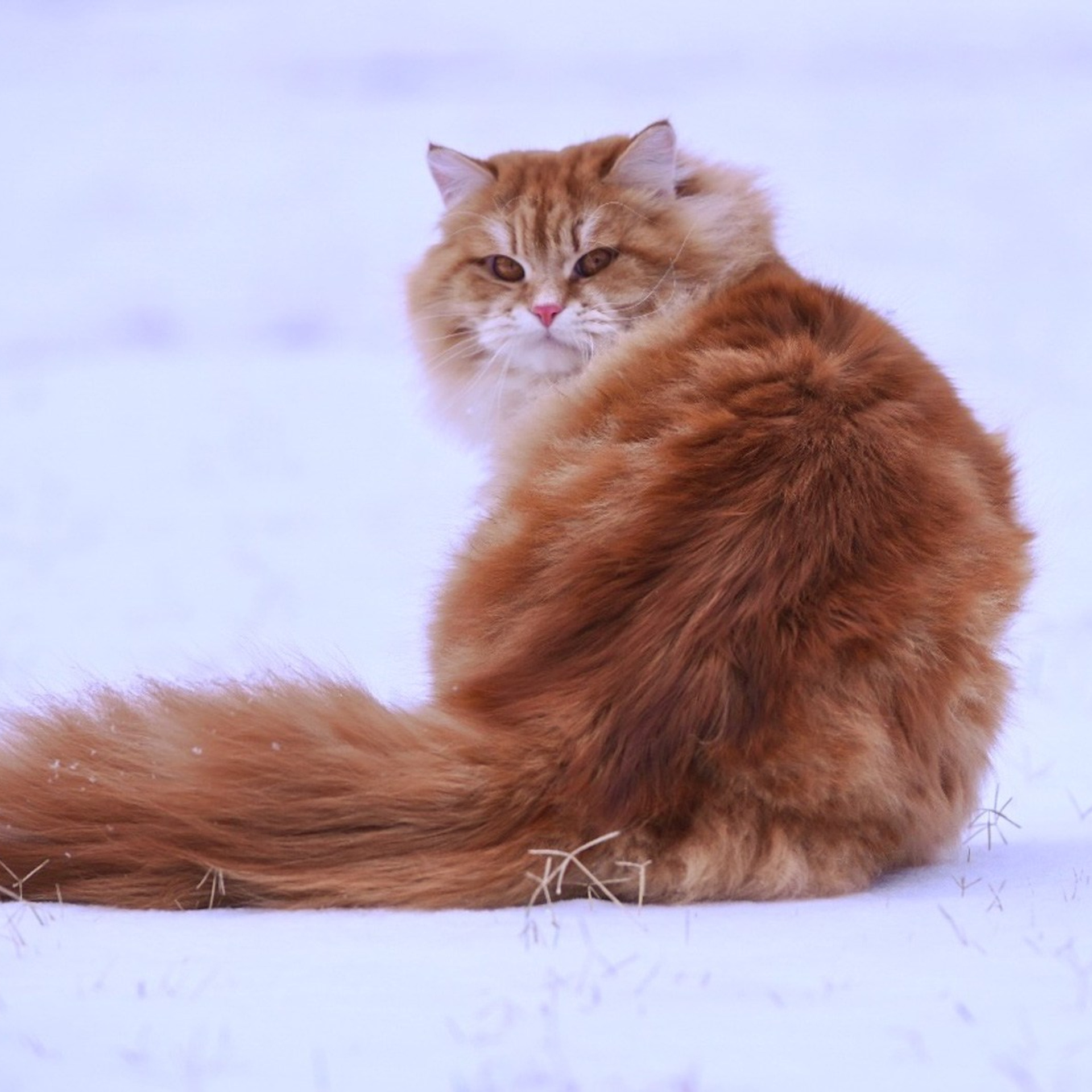 Astera Lastik. Astera Siberians |Hypoallergenic Kittens