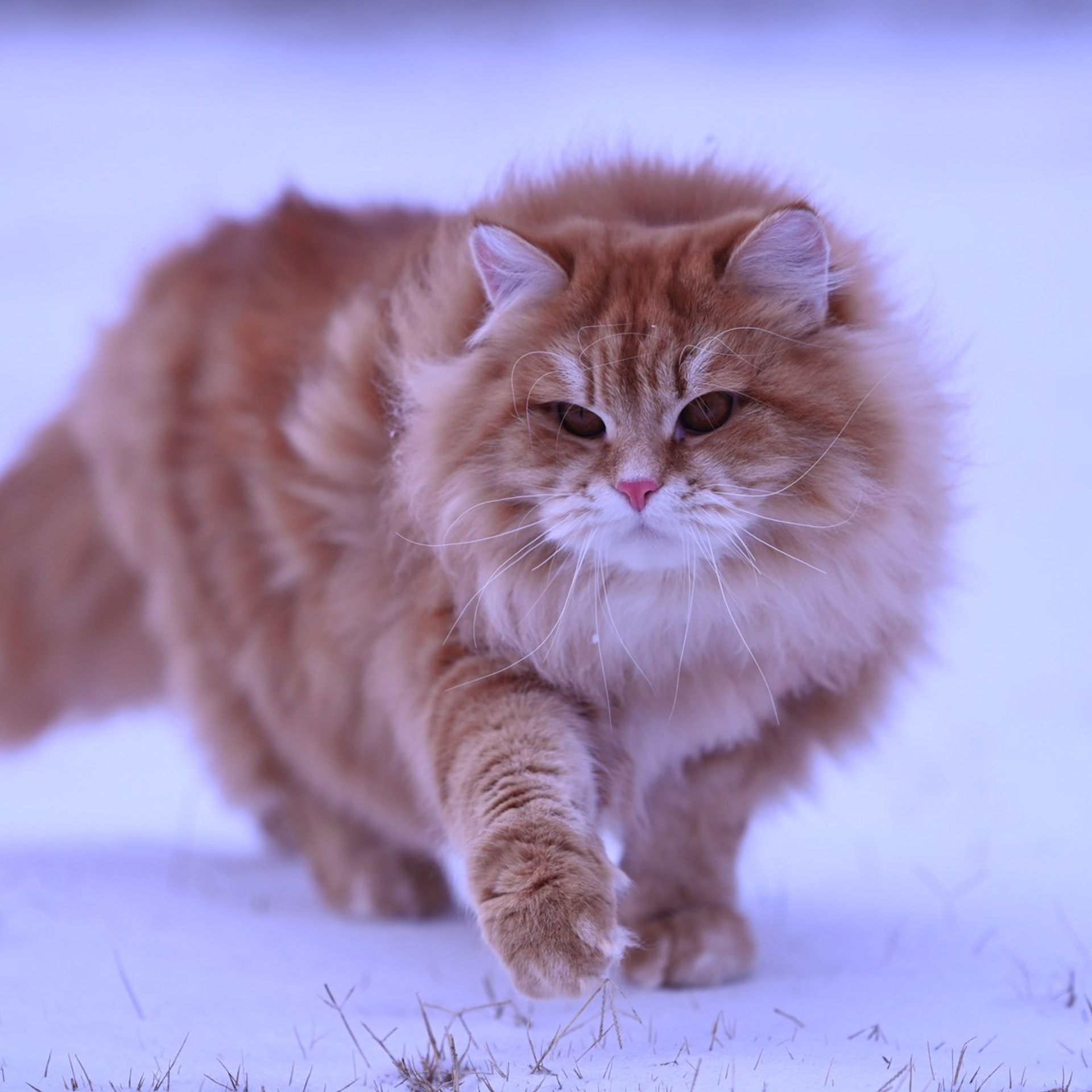 Astera Lastik. Astera Siberians |Hypoallergenic Kittens