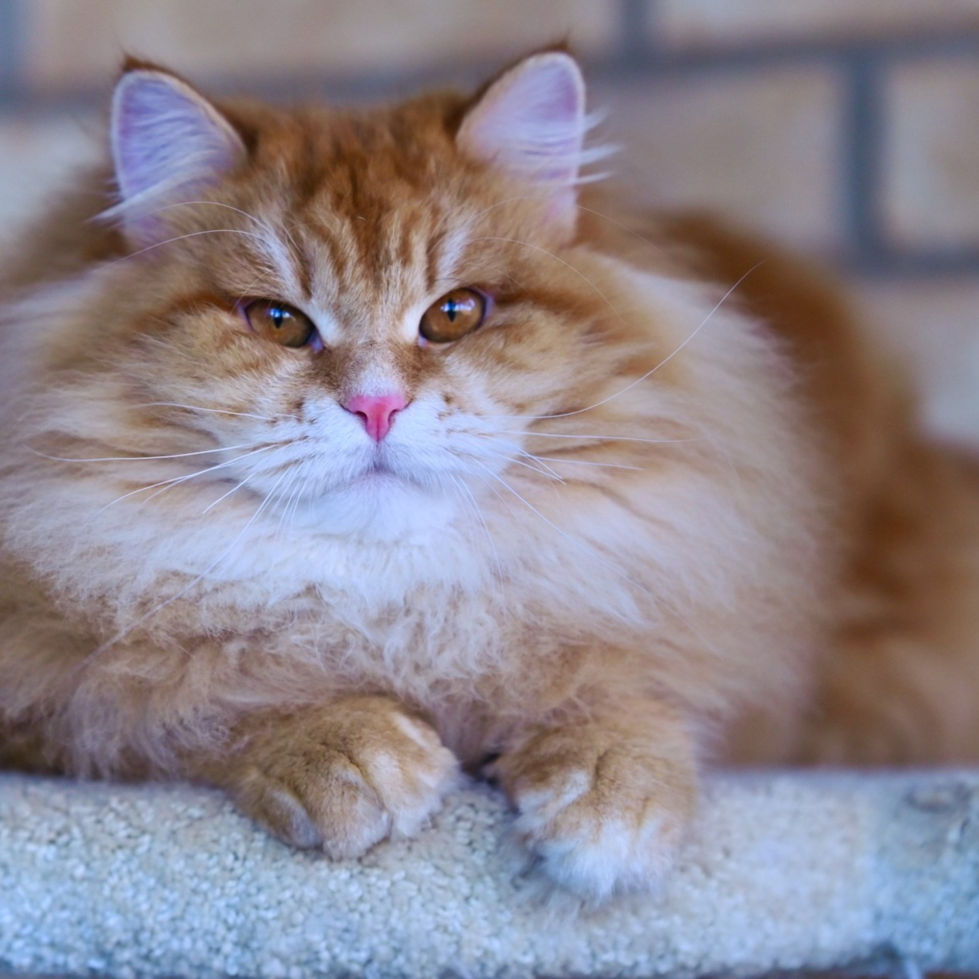 Astera Lastik. Astera Siberians |Hypoallergenic Kittens