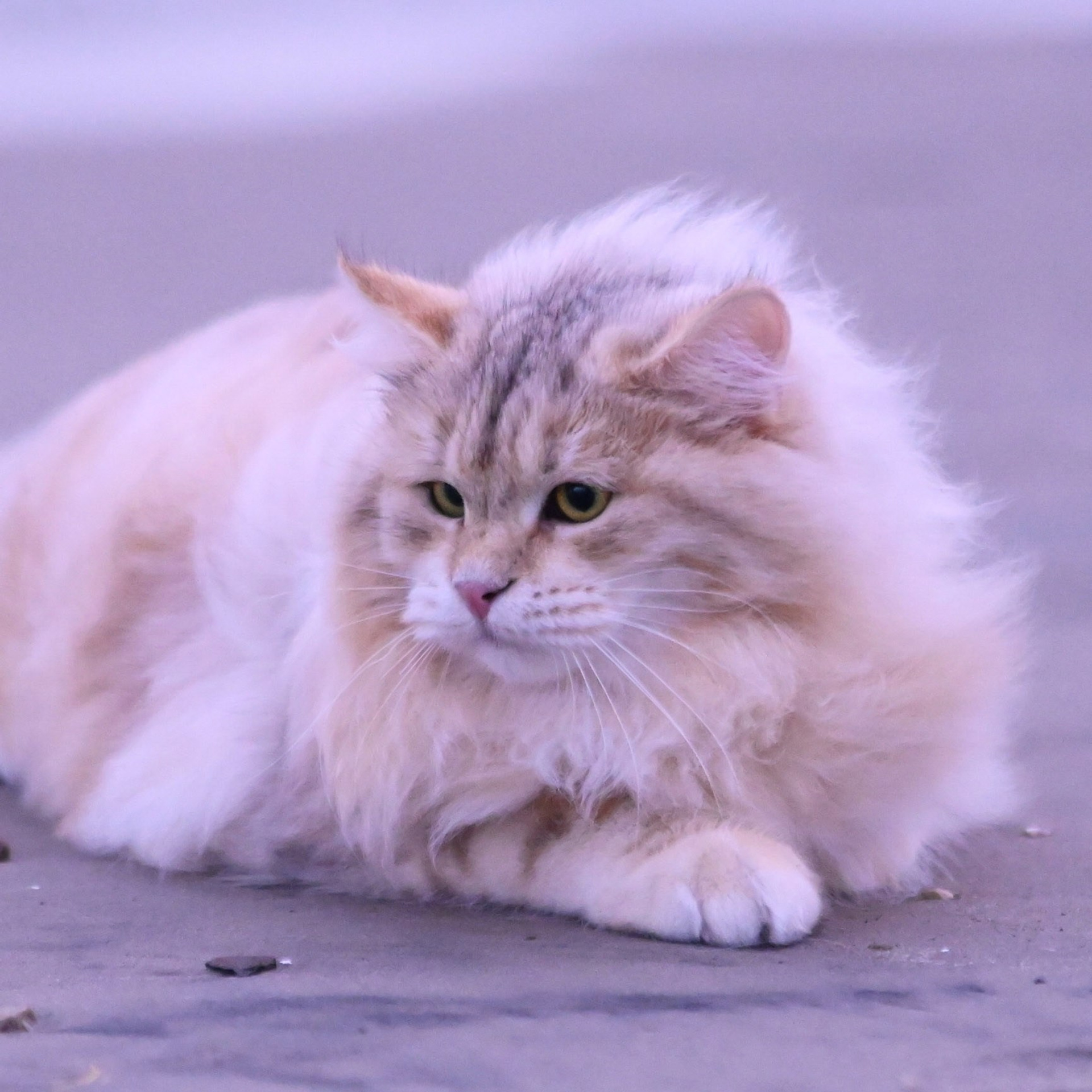 Taisiya, bimetallic siberian cat with fluffy coat resting on sand at sunset - relaxed queen with champion bloodlines
