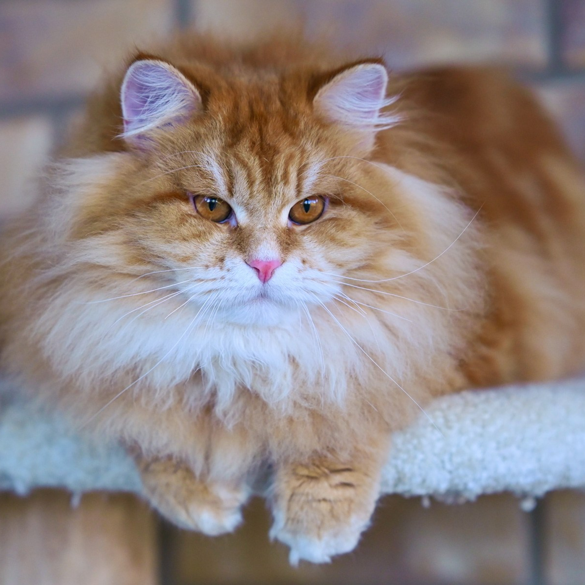 Astera Lastik. Astera Siberians |Hypoallergenic Kittens