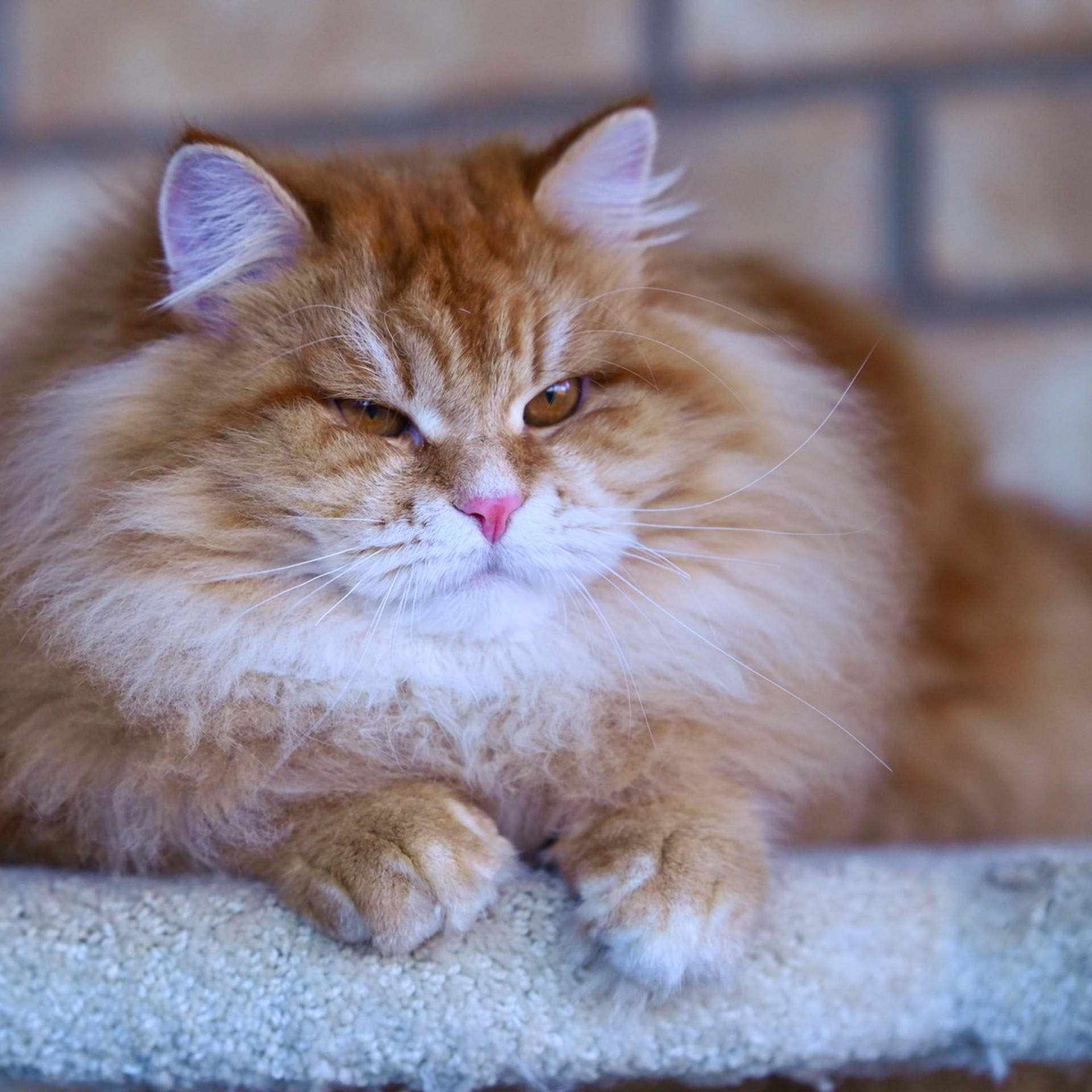 Astera Lastik. Astera Siberians |Hypoallergenic Kittens