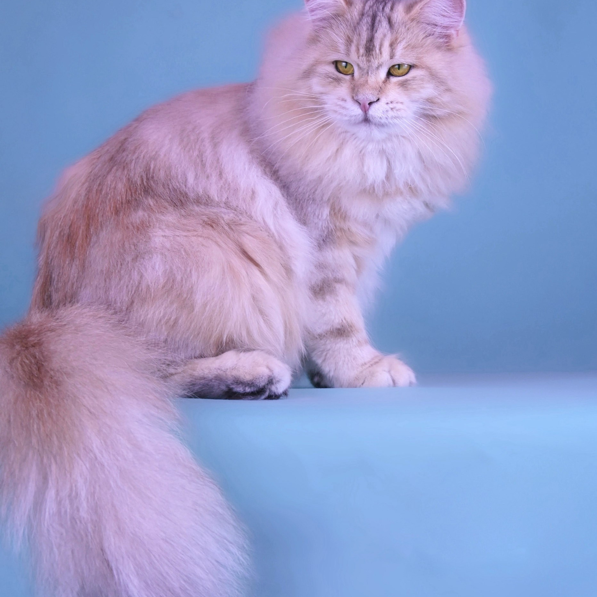 Elegant side profile of bimetallic Siberian female Taisiya - thick coat and strong conformation for breeding excellence