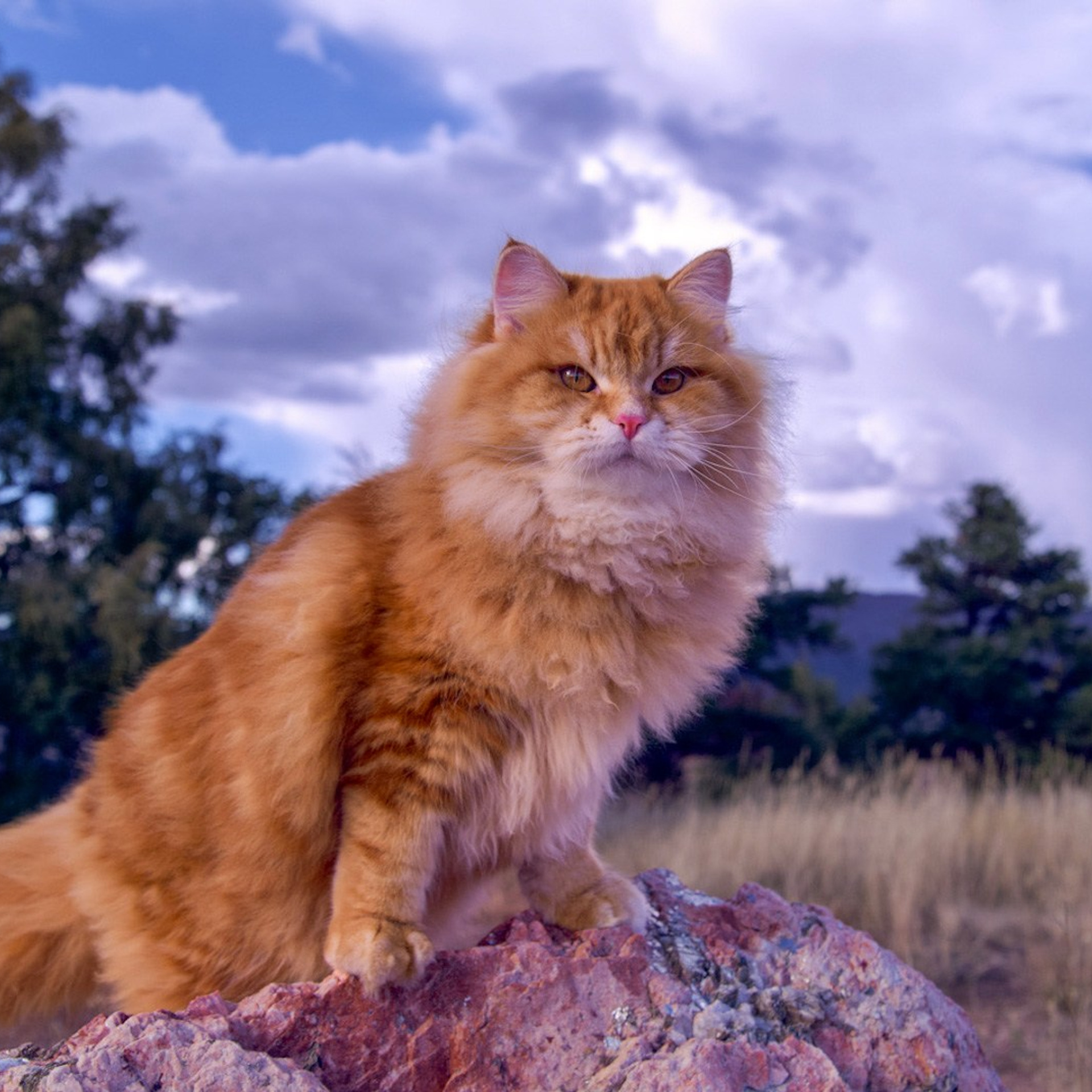 Astera Lastik. Astera Siberians |Hypoallergenic Kittens