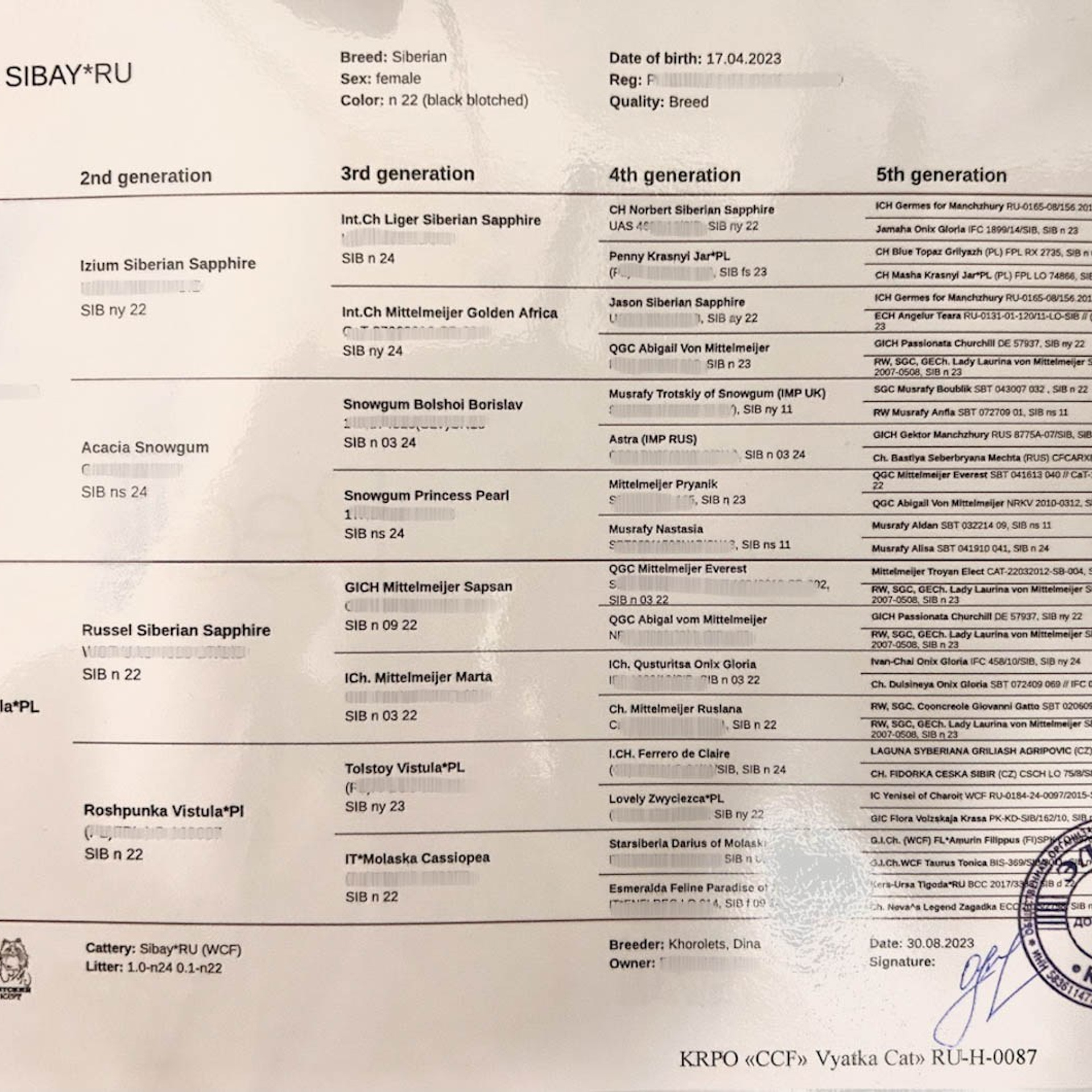 Pedigree of Umnica, our brown classic tabby Siberian queen.
