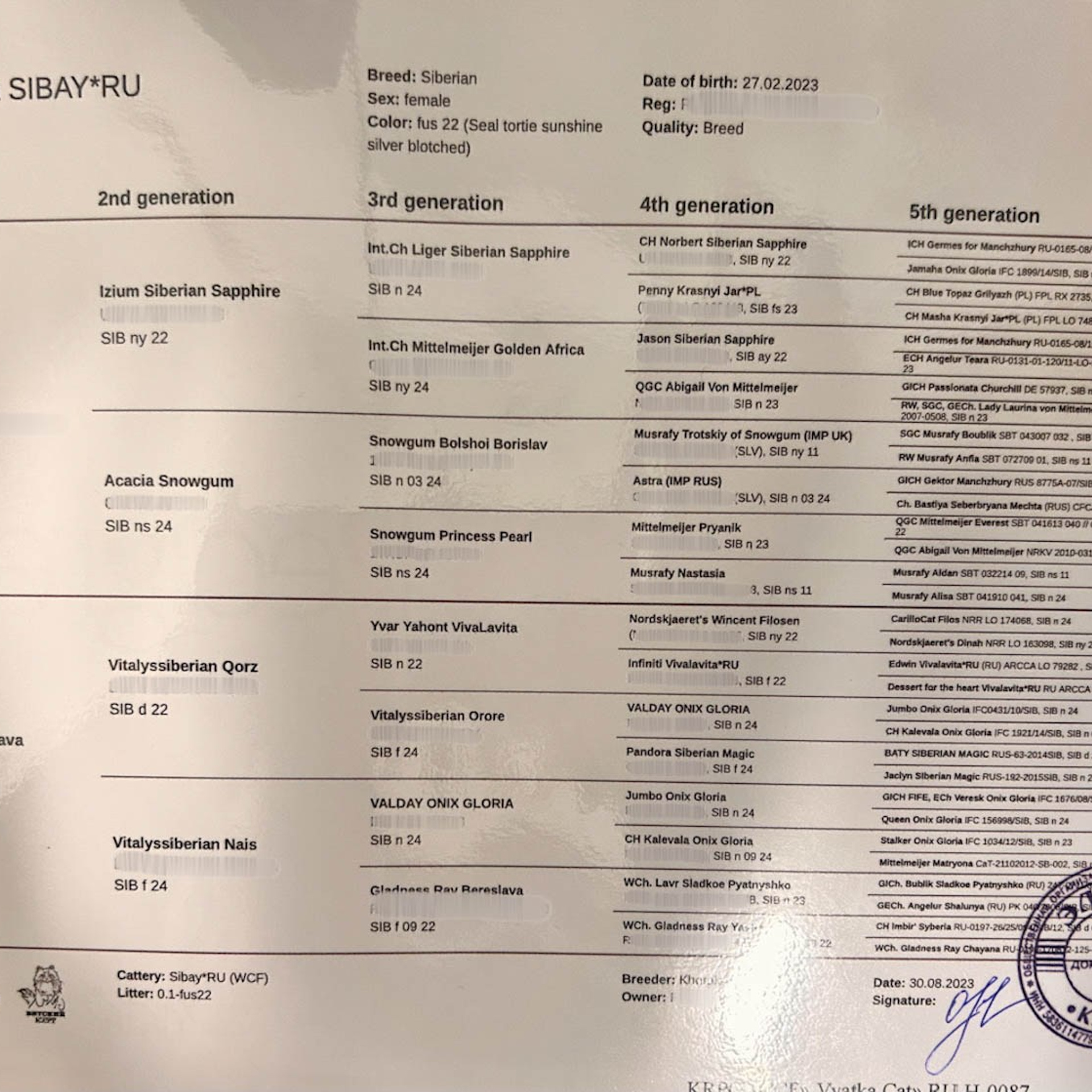 Pedigree of Taisiya Sibay, our beautiful bimetallic torbie Siberian queen.