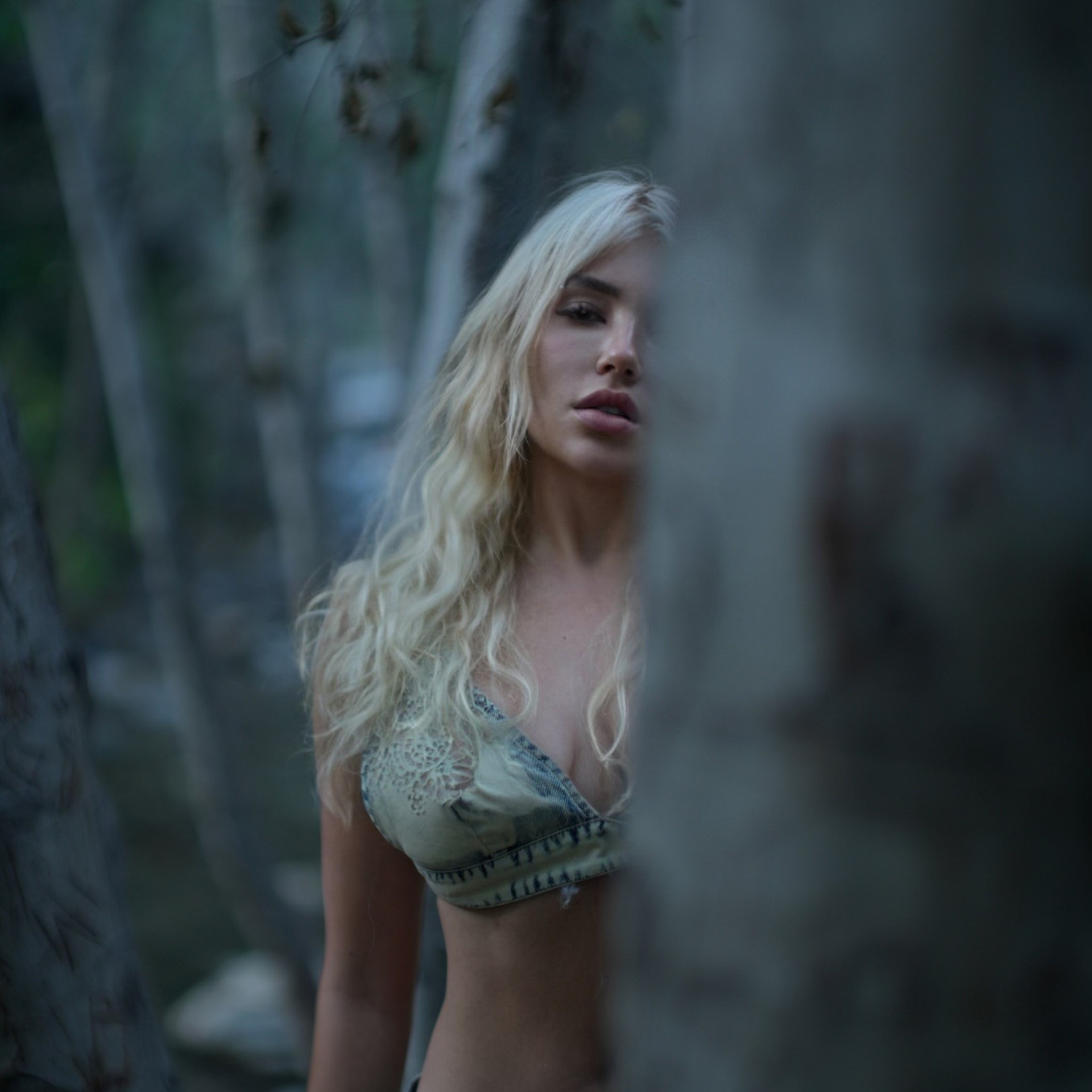 Mysterious forest (CA)