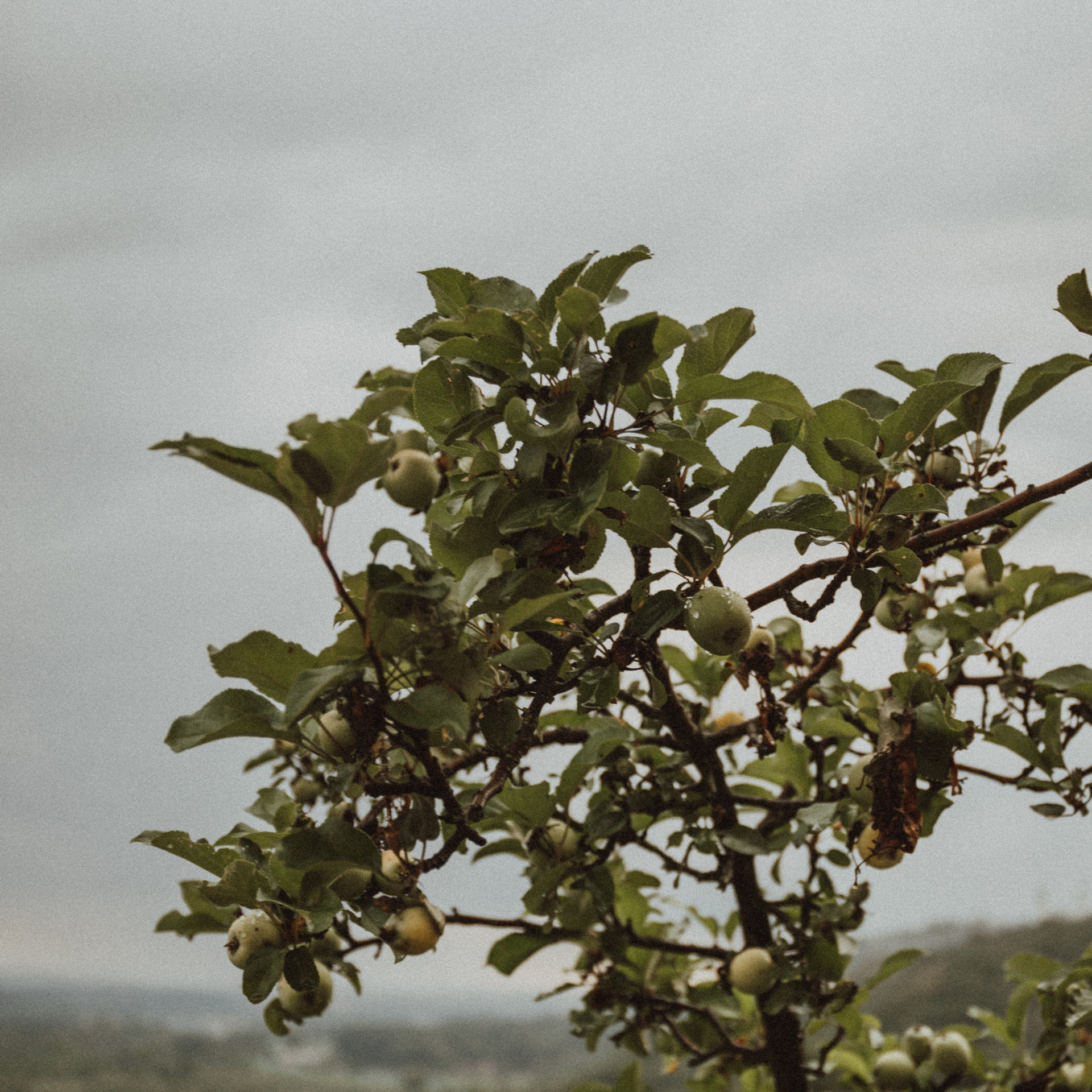 Opinie. Fotograf Mykhalchuk Inna Kraków