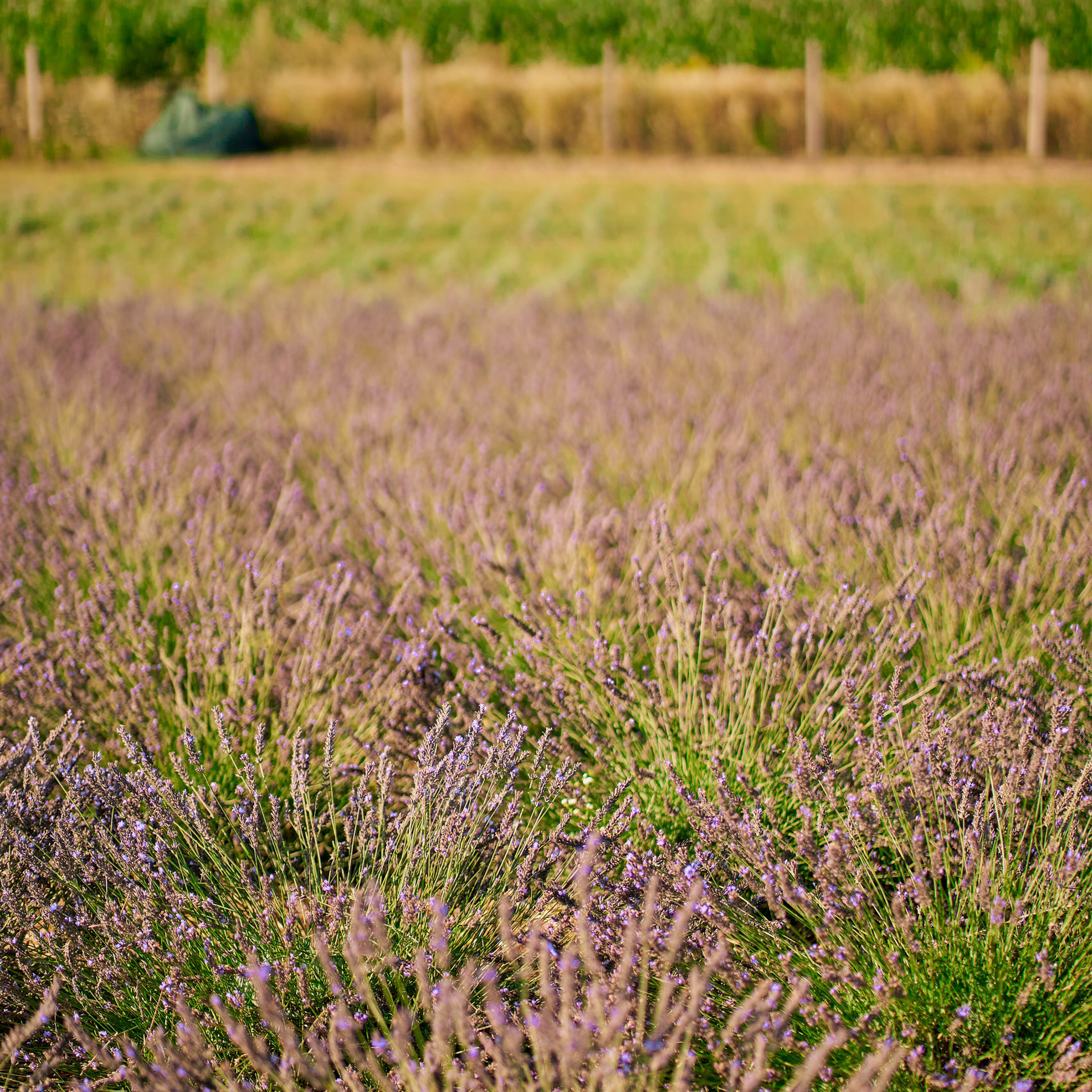Testimonios. Fotógrafo de bodas y familias en España, Málaga, Marbella
