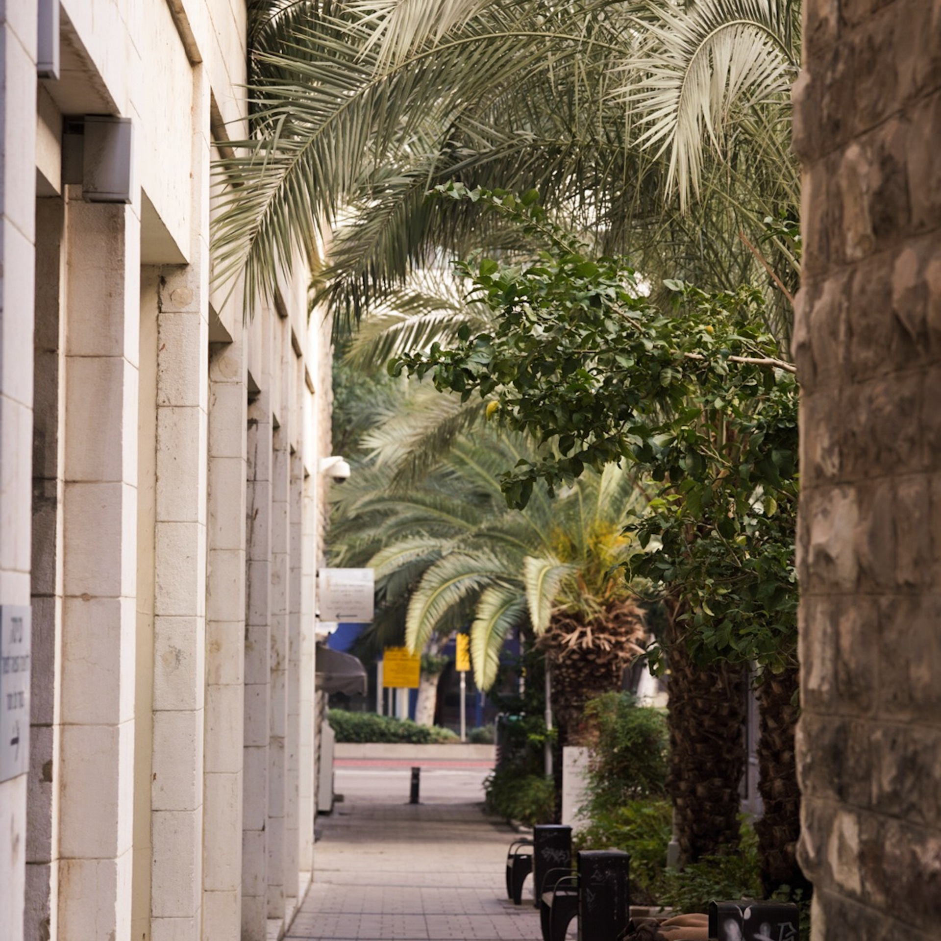 Alley with Palm Trees