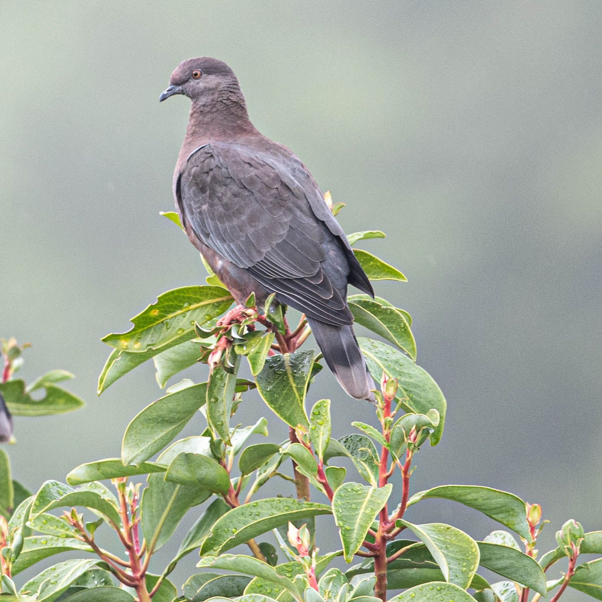 Palomas y&nbsp;Tórtolas