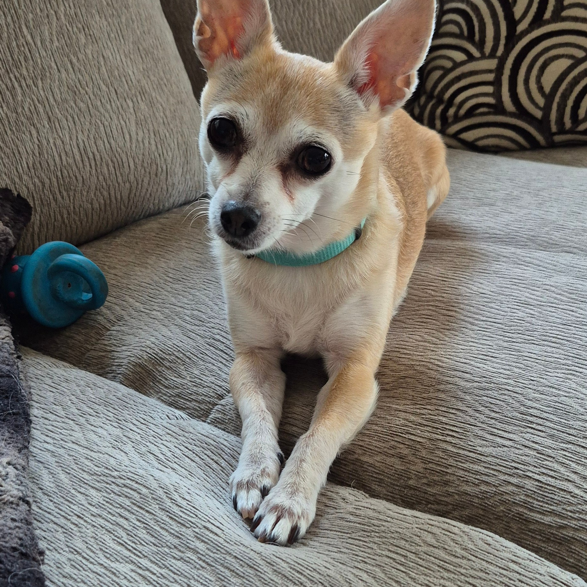 Testimonials. Doggie Stylz Pet Salon