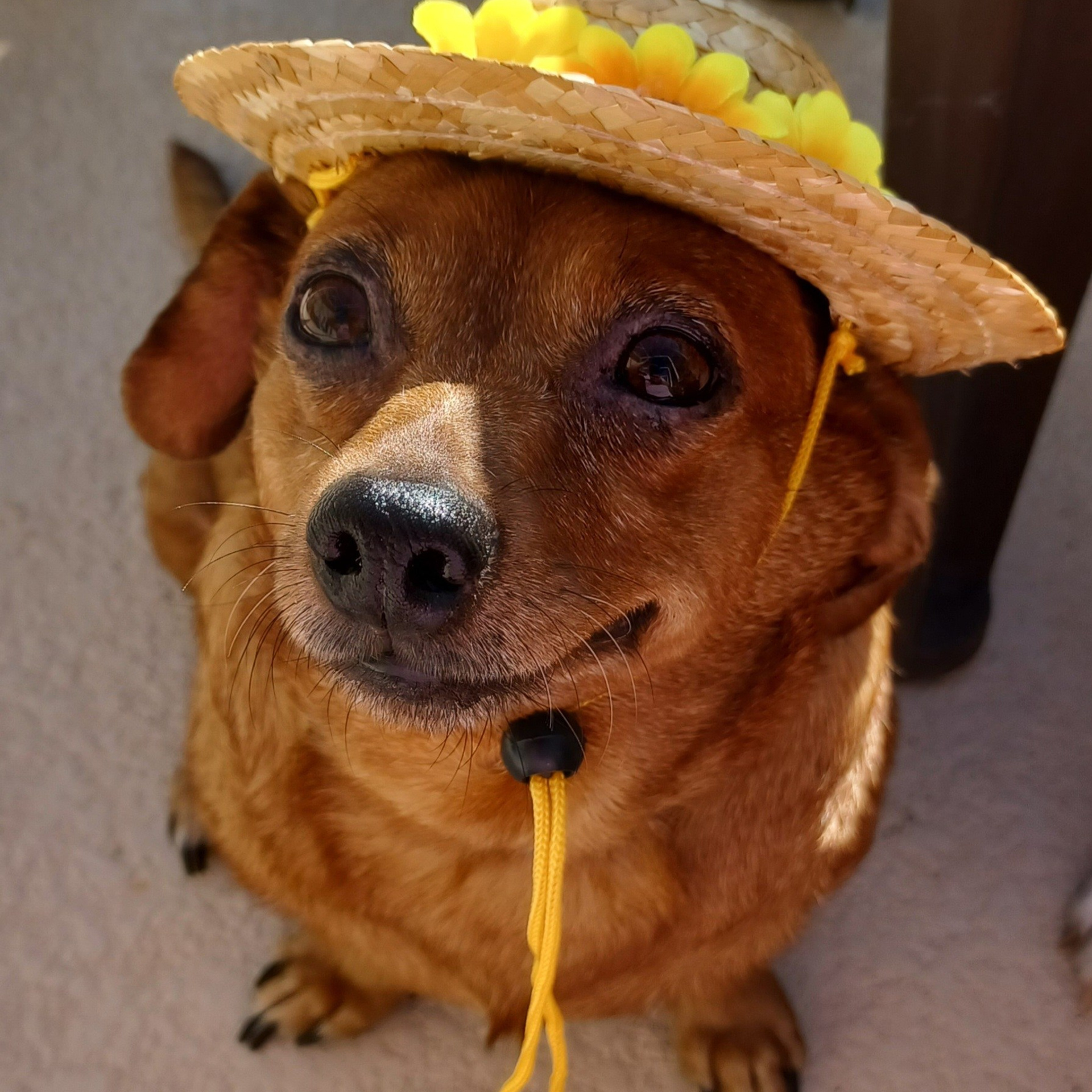 Testimonials. Doggie Stylz Pet Salon