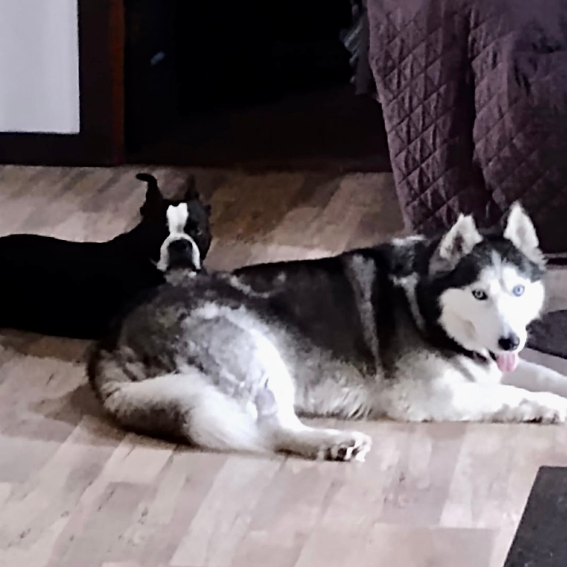 Testimonials. Doggie Stylz Pet Salon