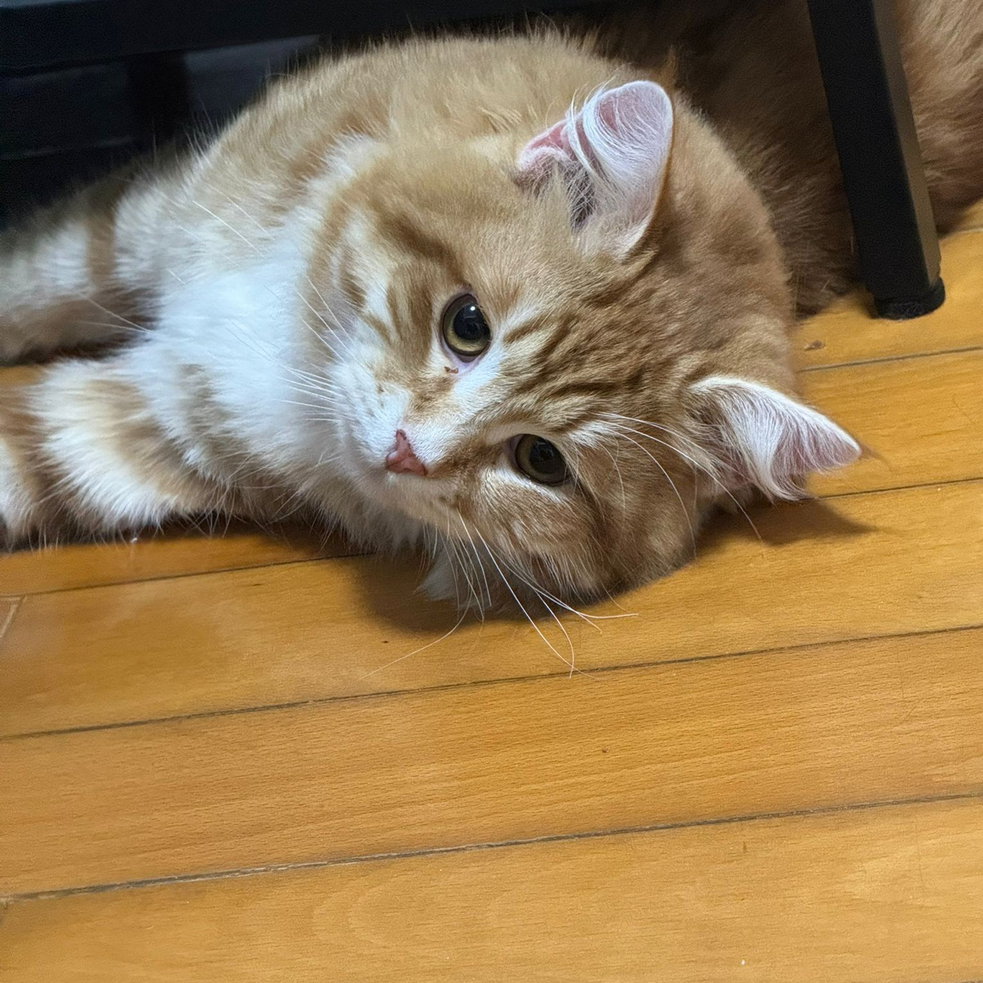 Lemon Green Antonin 🇫🇷