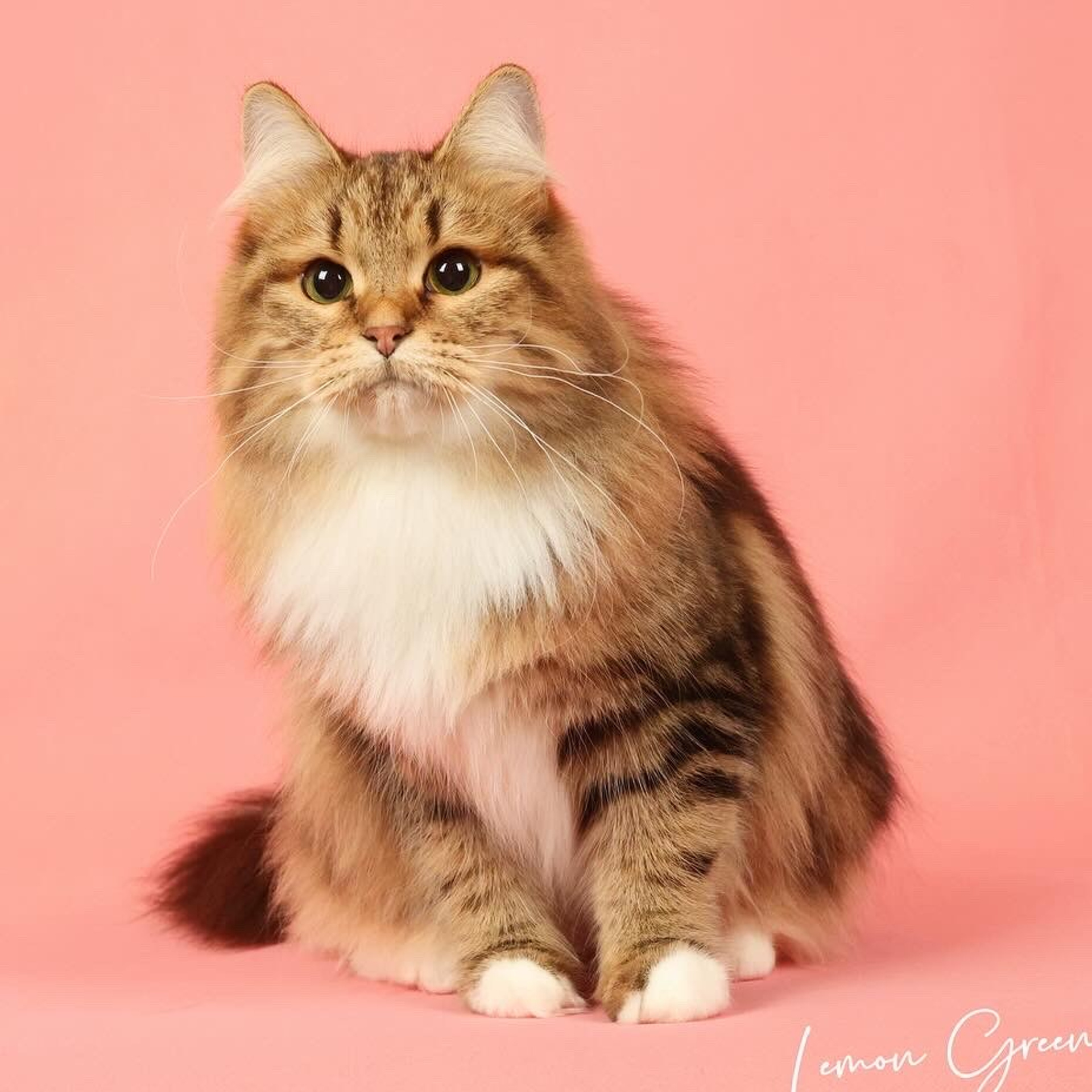 Sibella Demetra (retired in&nbsp;2026)