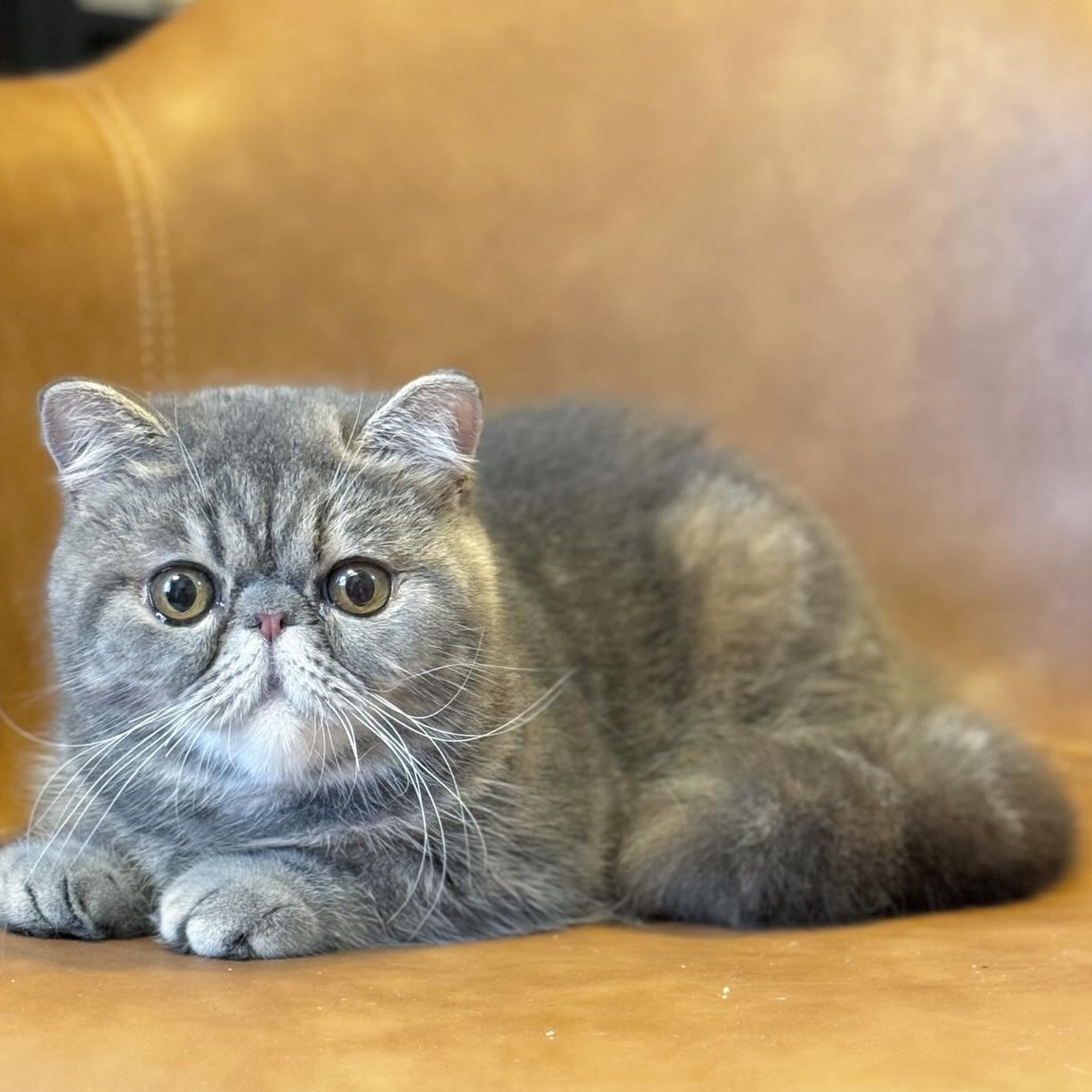 Lemon Green Emma of&nbsp;Cuddlecatssg 🇸🇬