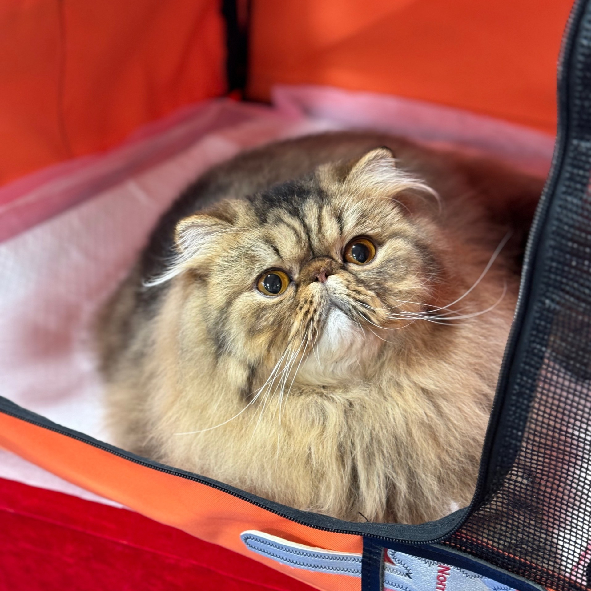 GC&nbsp;Lemon Green Bear Benjamin (1 show grand point)