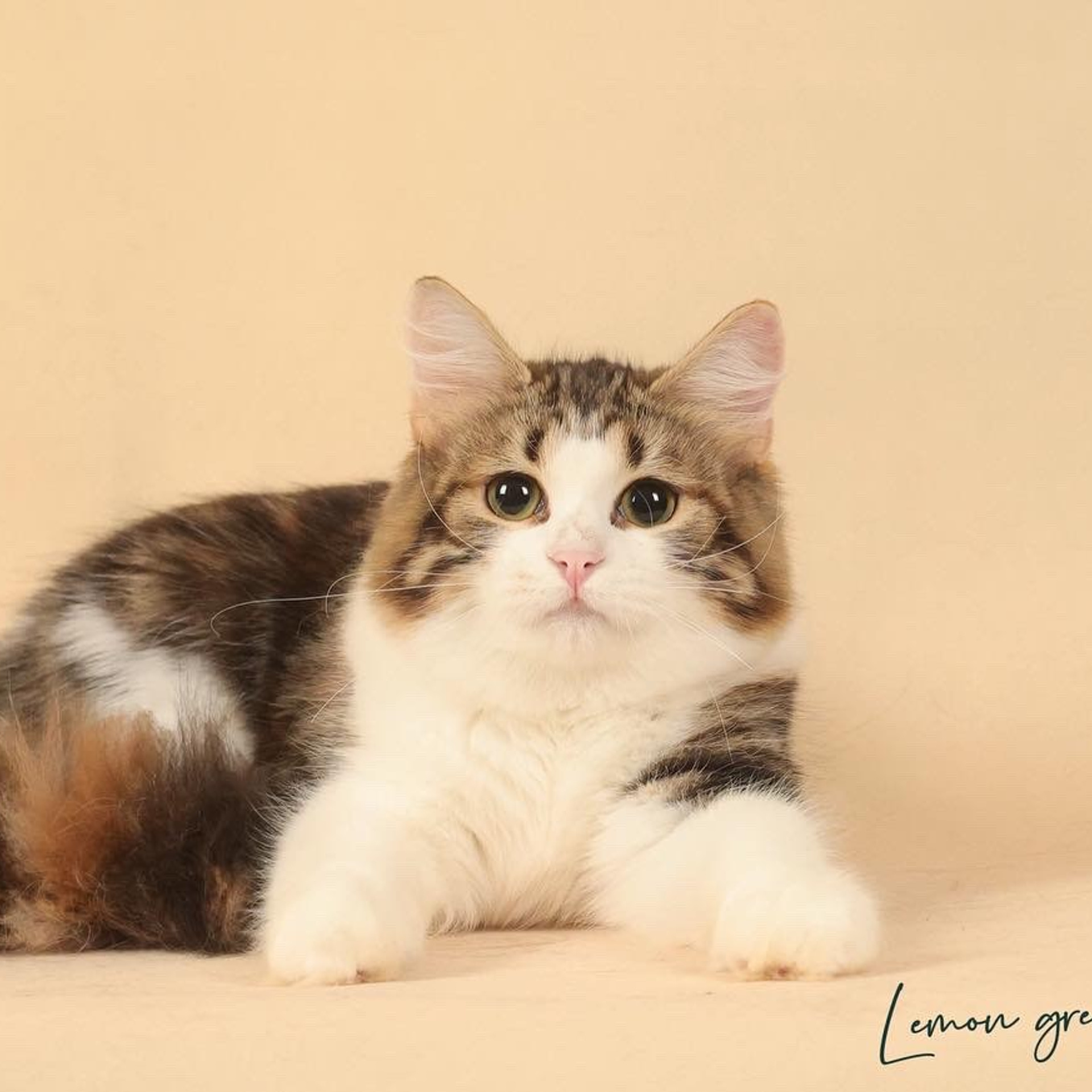 GC&nbsp;Verooka Uslada (retired in&nbsp;2026)