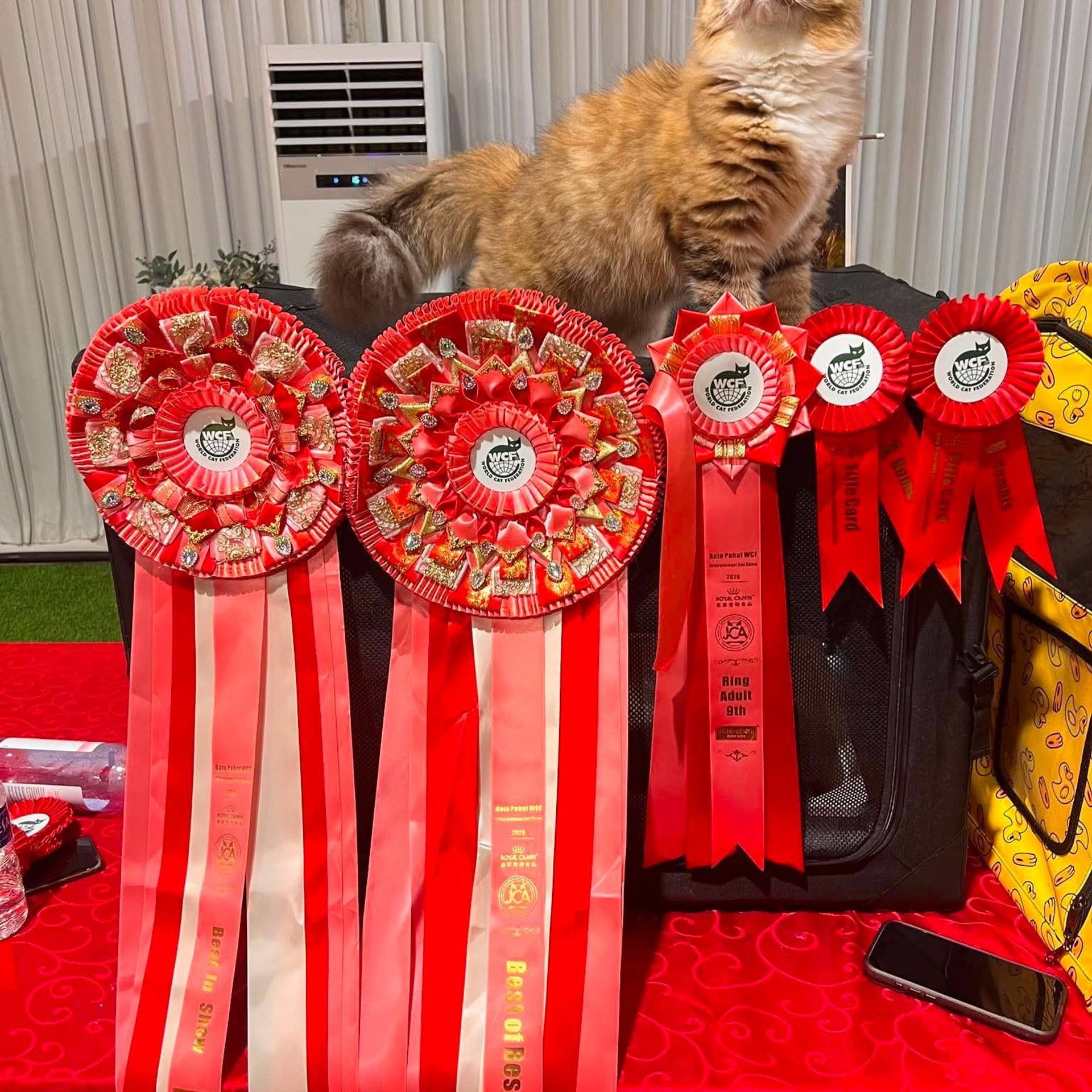 Royal Canin WCF International Cat Show (6-7 June 2026)