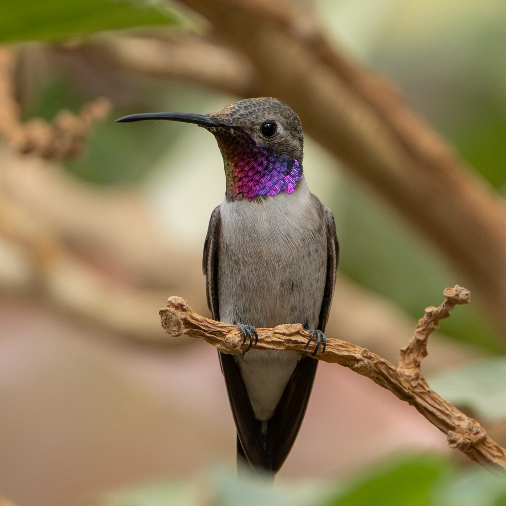 Avifauna