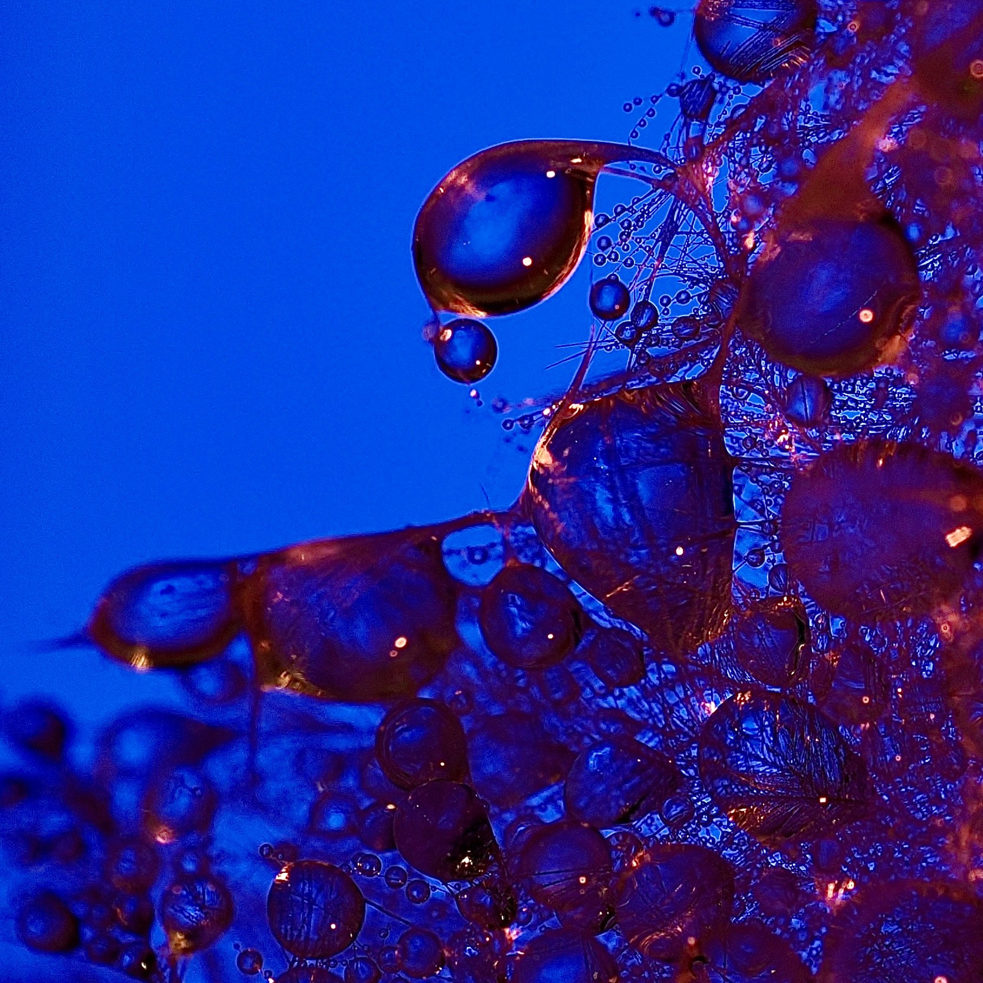 Bev bingham macro photographic artist