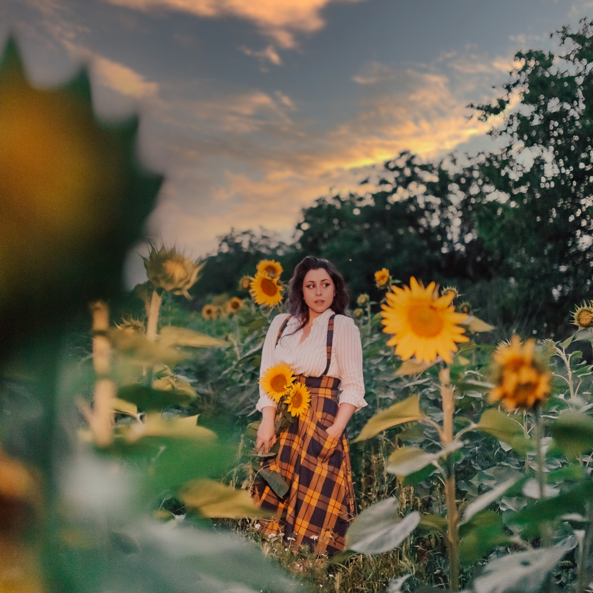 Фоторазходка Слънчогледи