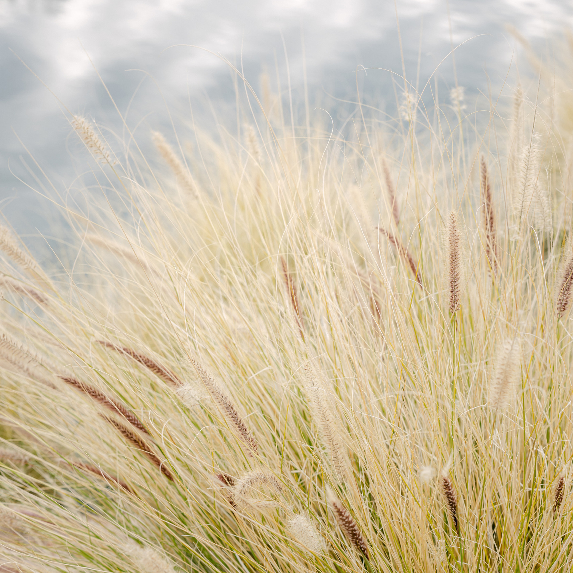 Wedding photographer Michigan. Anastasia Post: Wedding and Editorial Photography