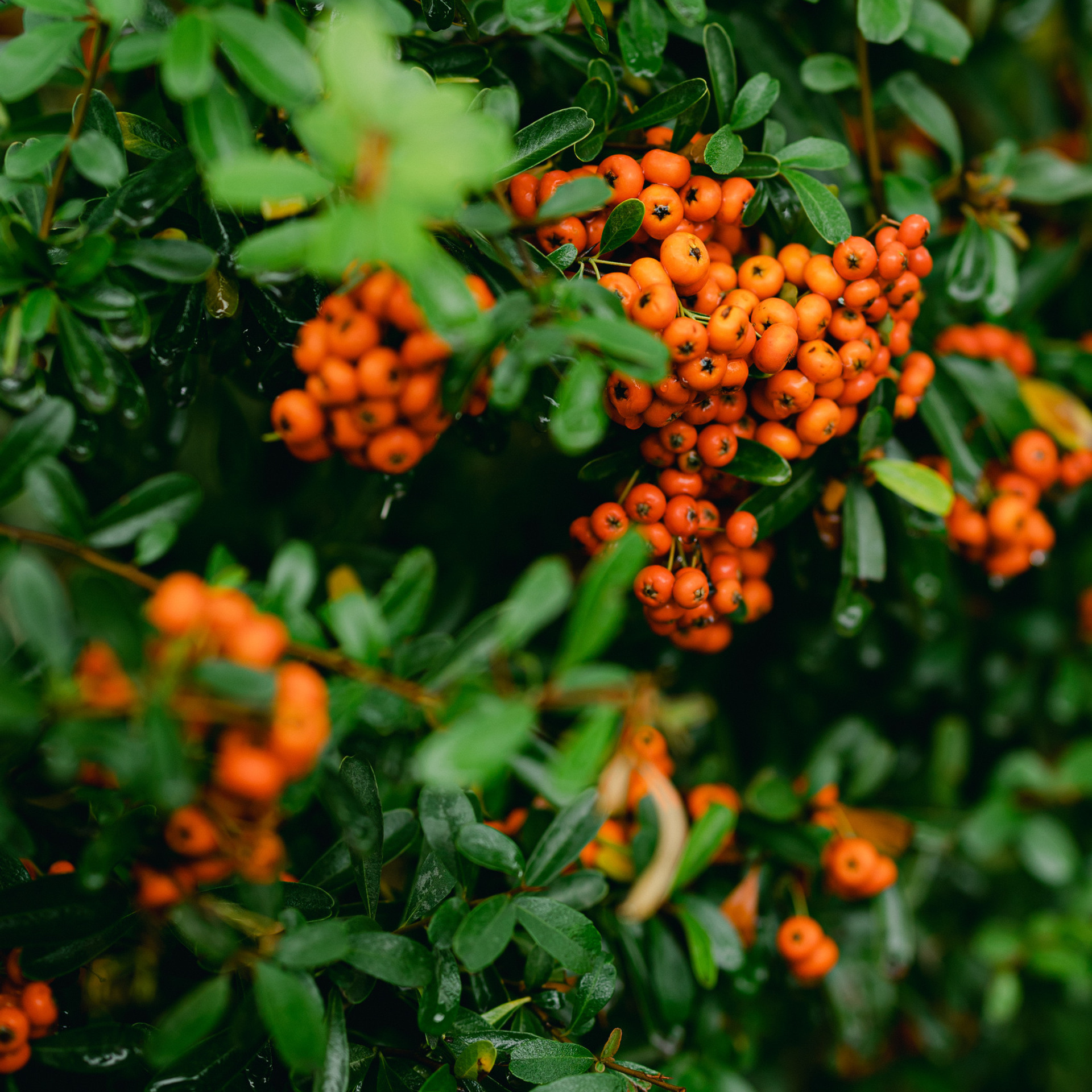 Wedding photographer Michigan. Anastasia Post: Wedding and Editorial Photography