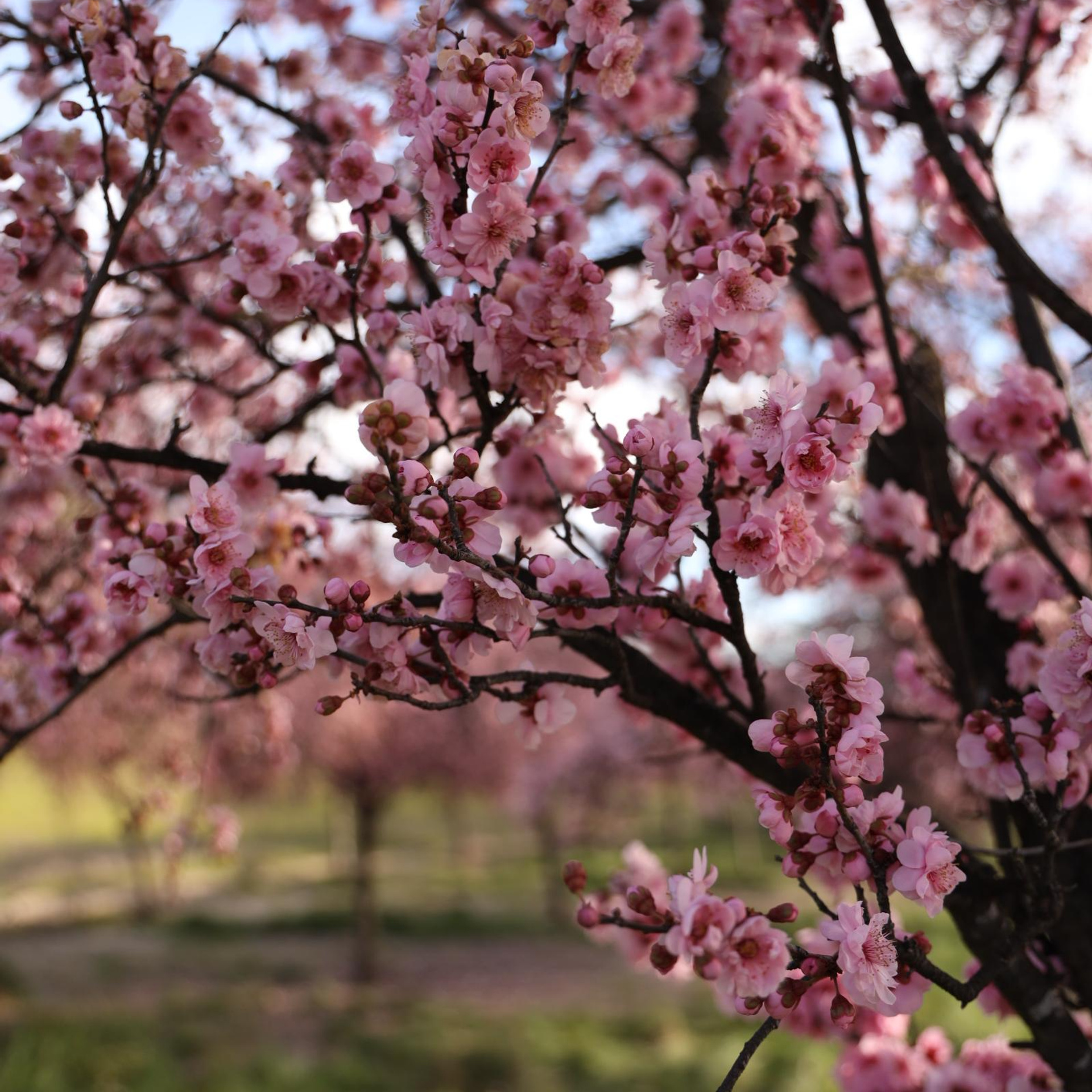 Reviews and recommendations. Bay Area Photographer: family, maternity, love story, wedding