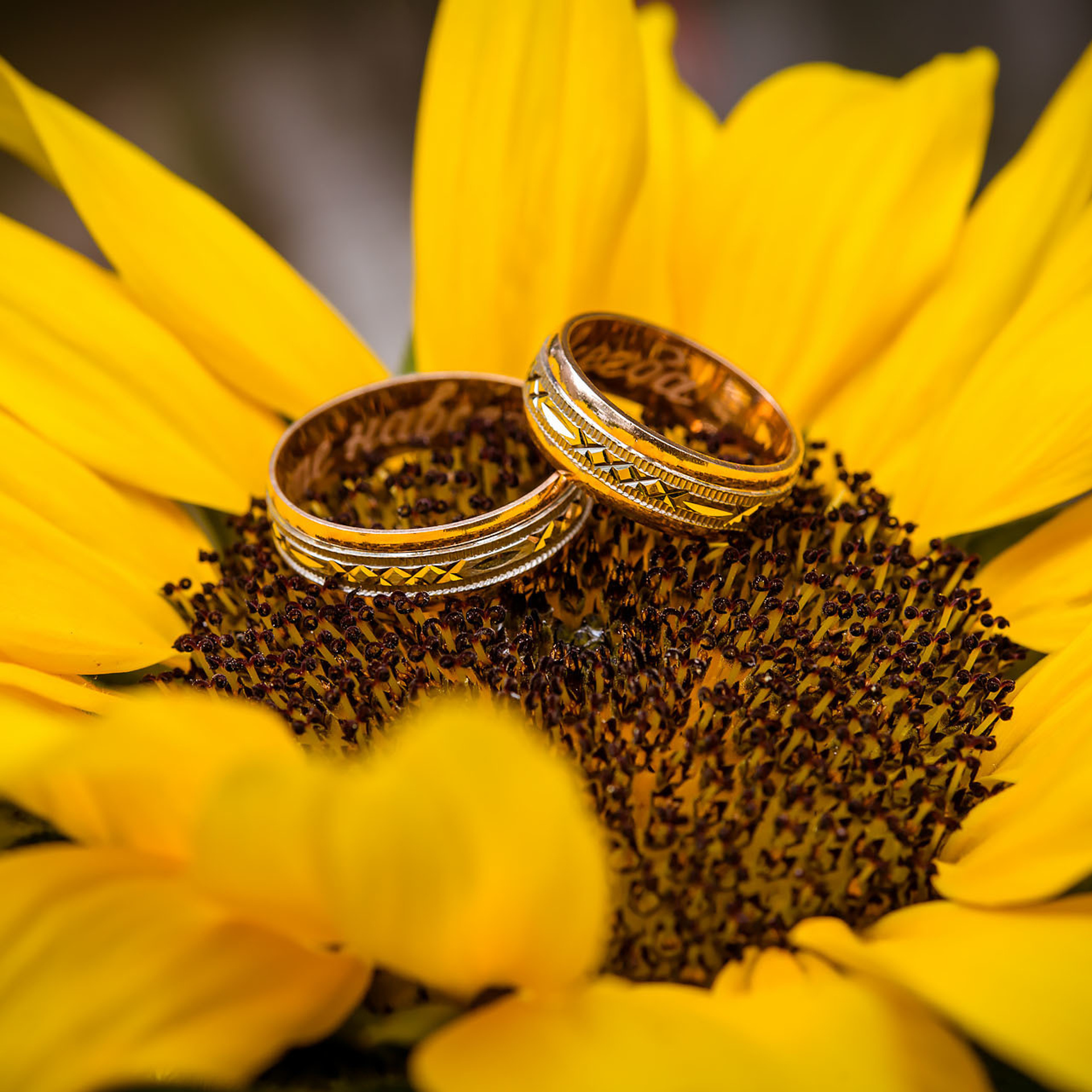 Анна и Марта / Корги и Гриффоны. Фотограф Ромуальд Рубенис и Артемий Сташанс