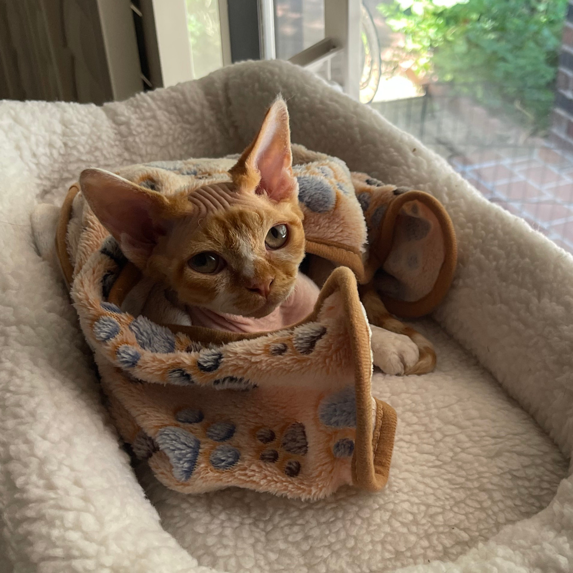 REWIEWS. Devon Rex Pixie Cattery