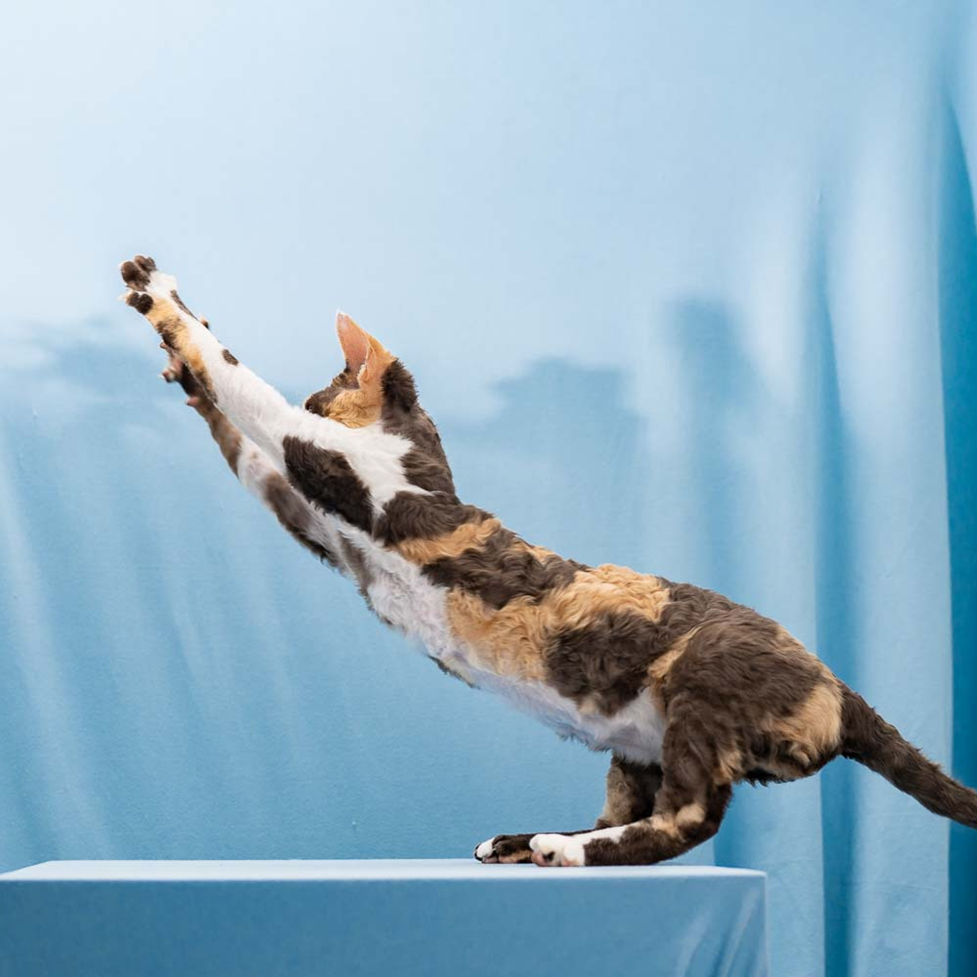 Winkles, Girl, born on 02.01.23, SOLD. Devon Rex Pixie Cattery