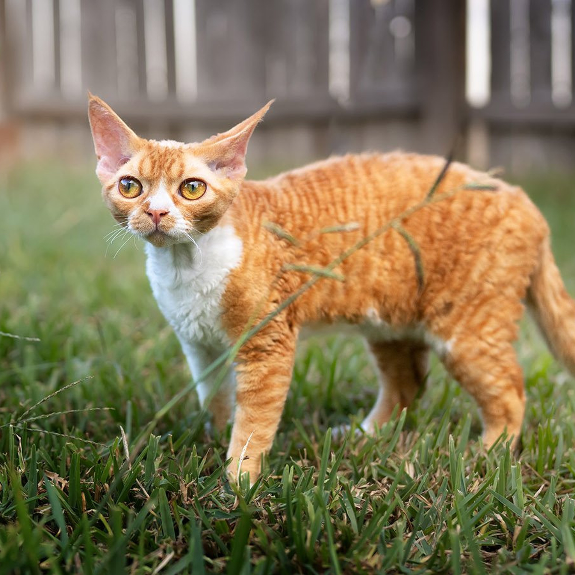 Aurelia. Devon Rex Pixie Cattery