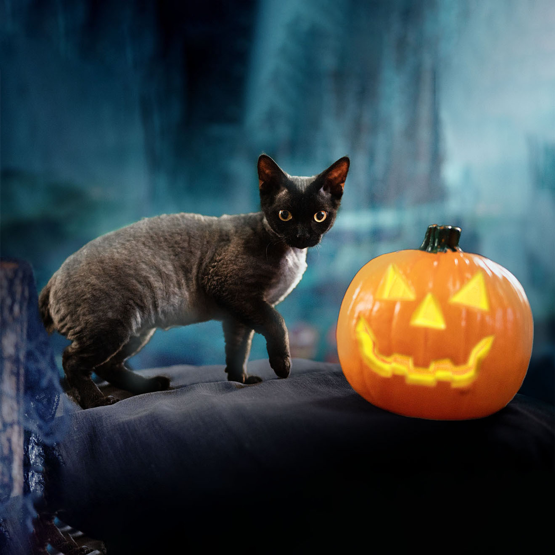 Lexus. Devon Rex Pixie Cattery