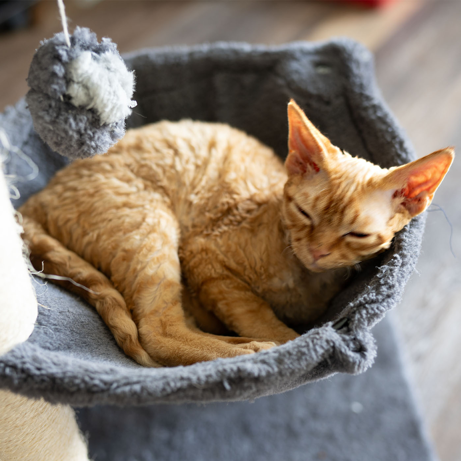 Boop, Boy, born on 02.01.23, SOLD. Devon Rex Pixie Cattery