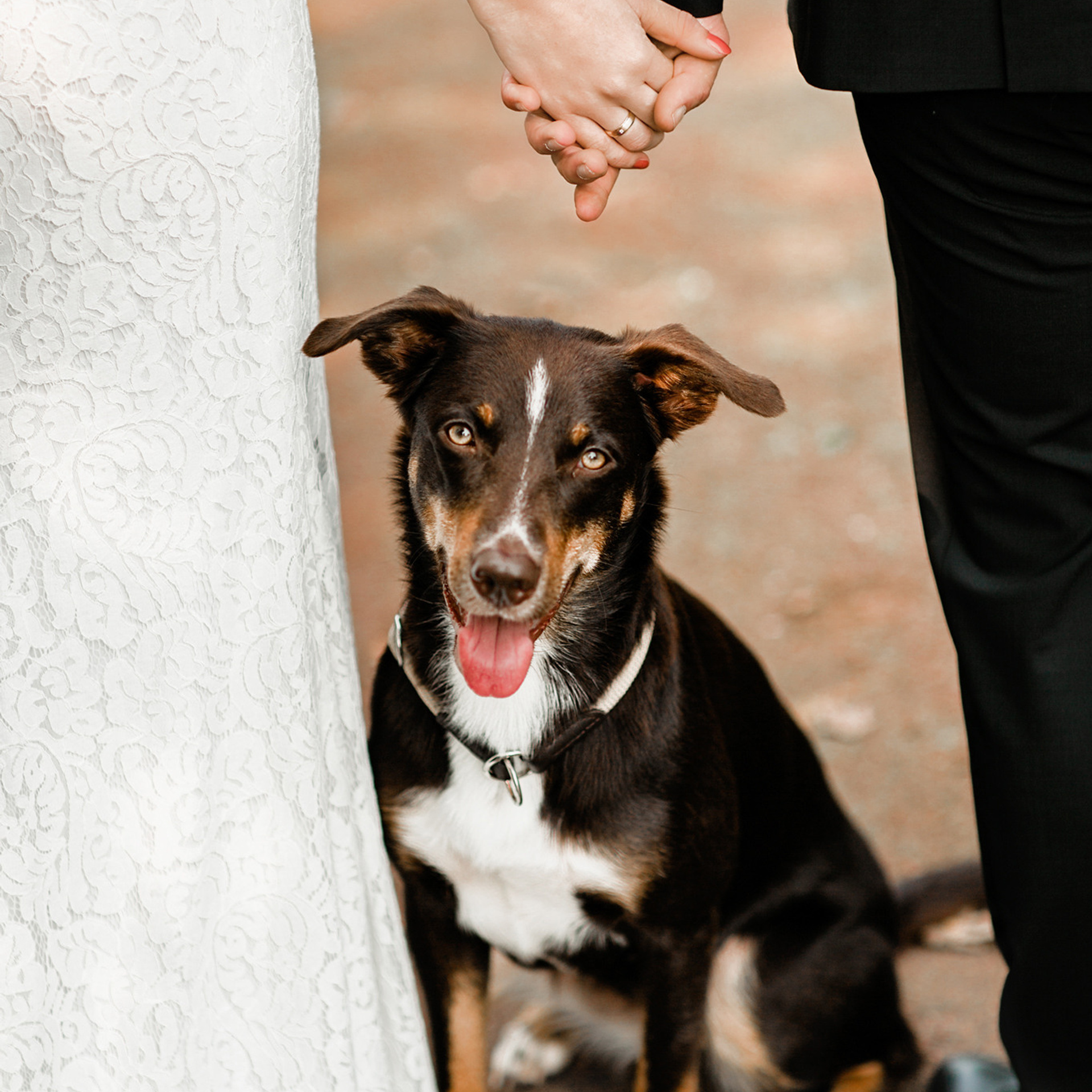 Brautpaarshooting im Stadtpark Epe, Hochzeit mit Hund, Brautpaarportraits mit Vierbeiner, Hochzeitsfotoshooting Stadtpark Epe, Hochzeit mit Hund, Brautpaarshooting mit Hund, Braut mit Hund, Hochzeit Niedersachsen, Braut und Bräutigam, Brautpaar Fotoshooting, Brautpaarshooting, Brautpaarshooting Epe, Brautportrait, hochzeitsfotograf, hochzeitsreportage, fotograf osnabrück, after wedding fotoshooting, fotograf deutschland, fotograf osnabrücker land, photographer germany, elopement photographer germany, after wedding photographer germany, lovestory fotoshooting