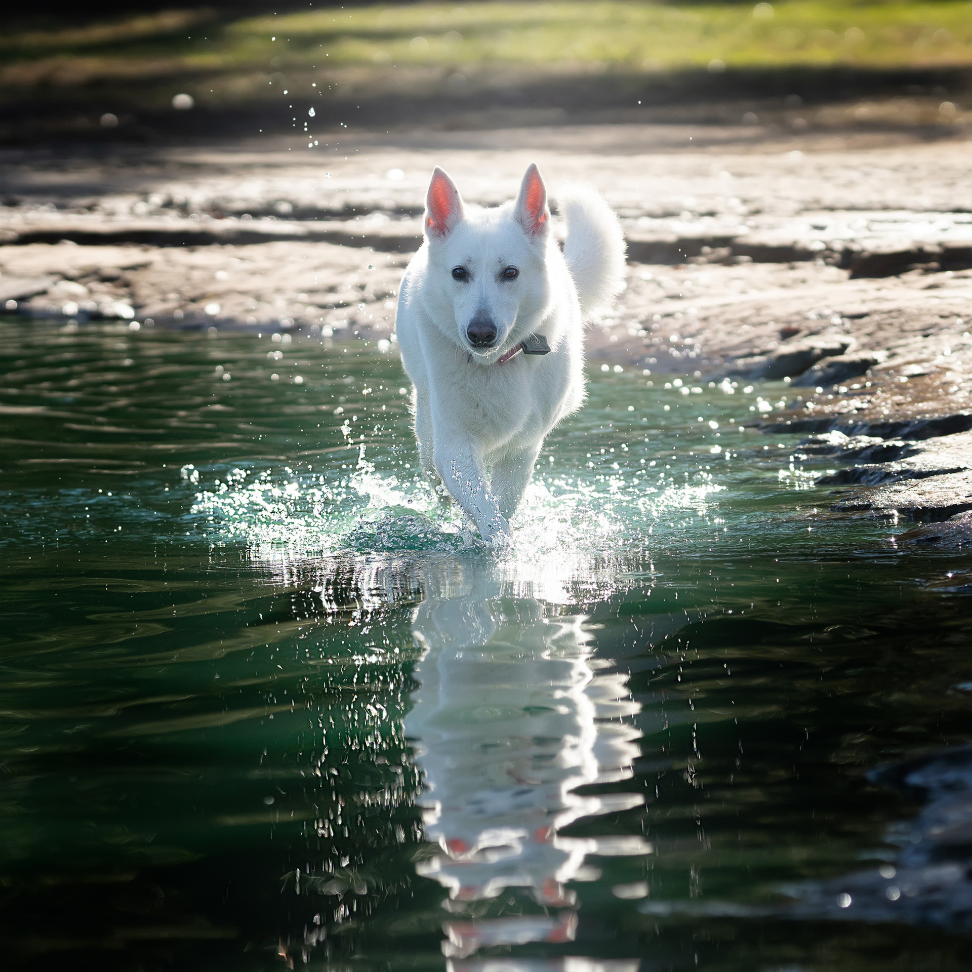 Bella White Shepherd
