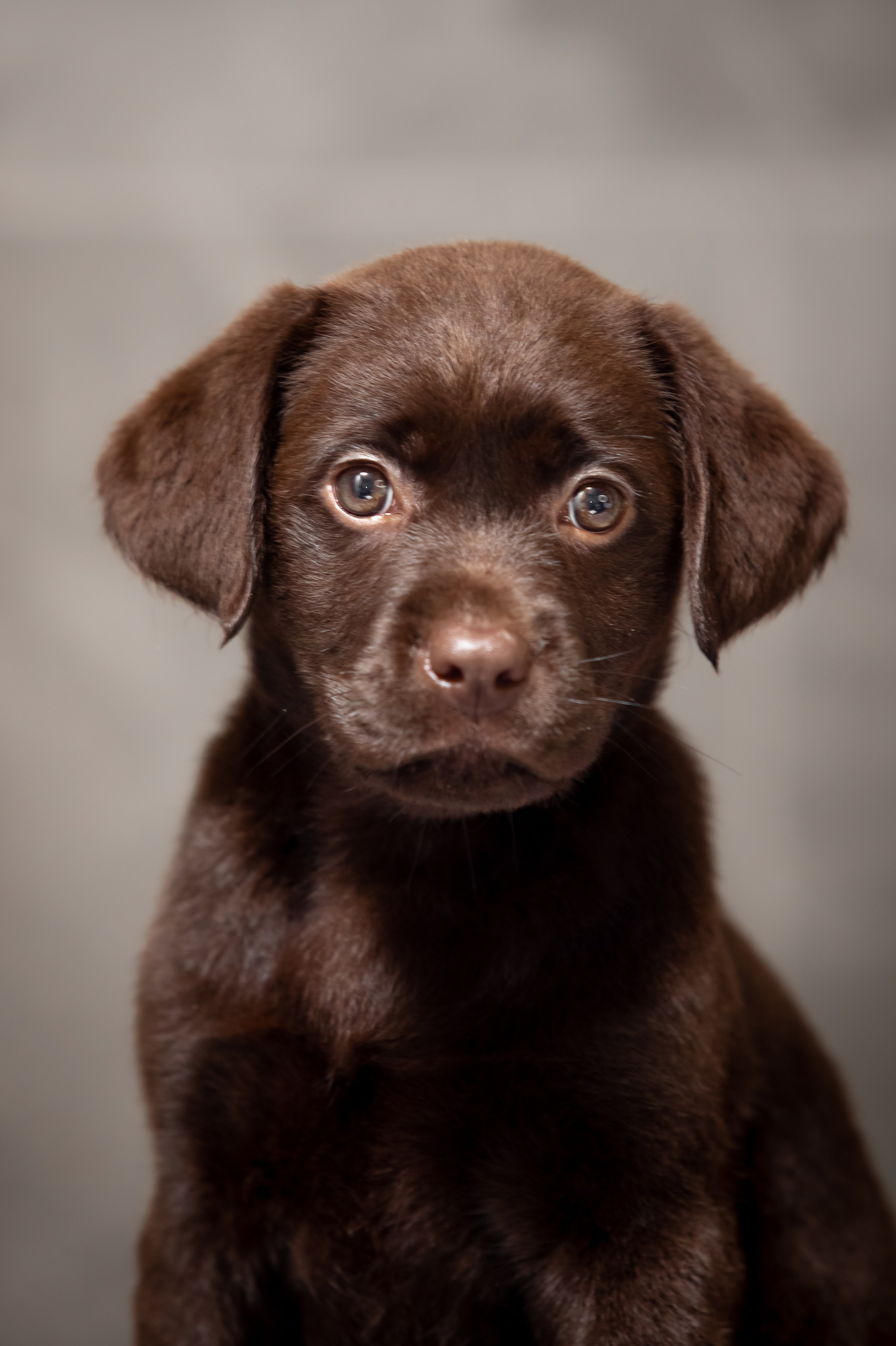 Цуценята шоколадного лабрадора. Цуценята лабрадор ретривера, Дніпро, Україна