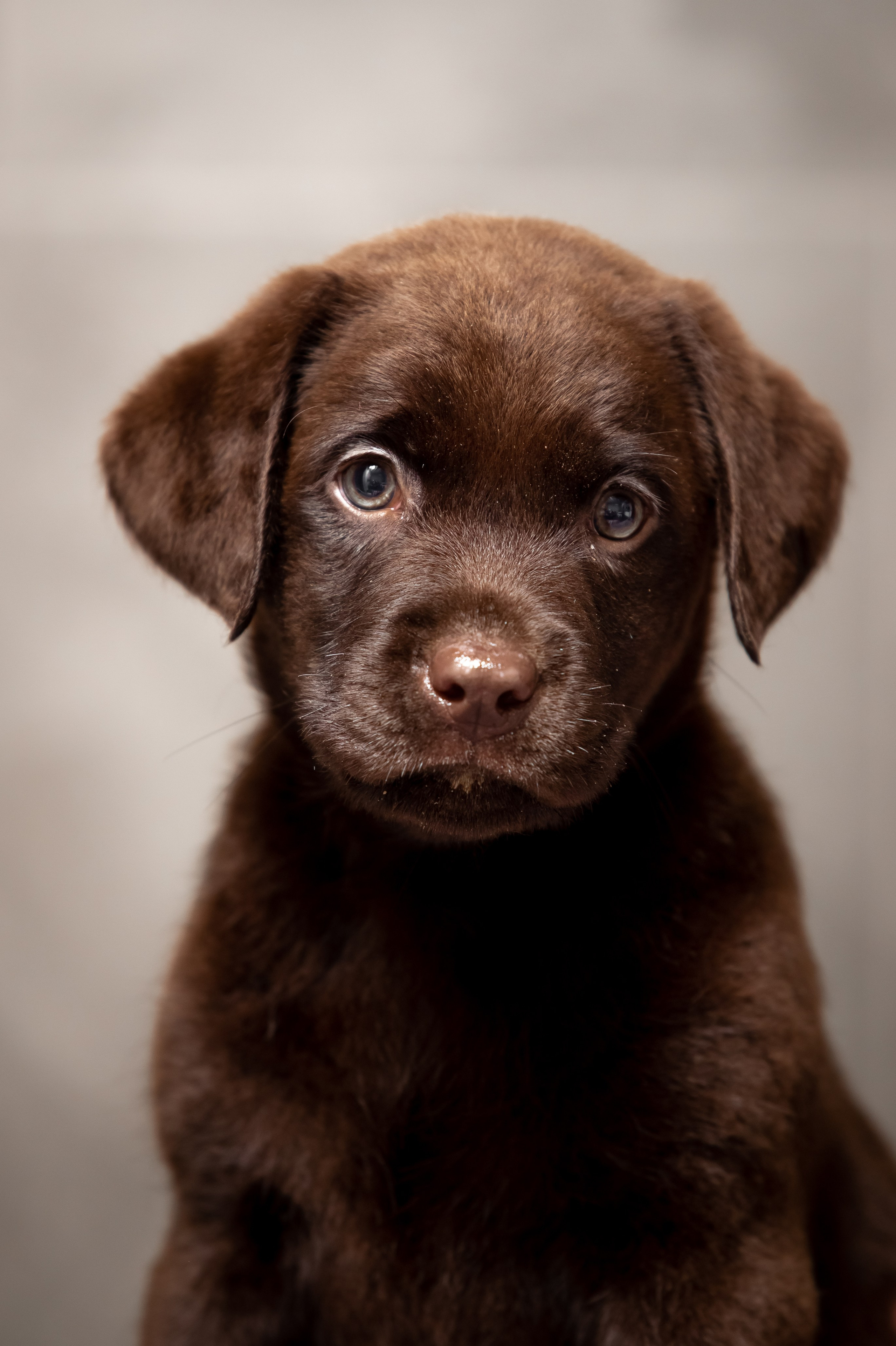 Цуценята шоколадного лабрадора. Цуценята лабрадор ретривера, Дніпро, Україна