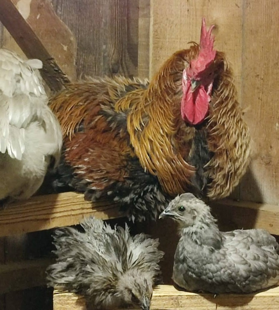 Gästehaus Ferienhaus Sausal/Kitzeck Urlaubsparadies Winzerhaus Naturgarten Bioeier Keramik Kunstwerkstatt Kreativkurs Kunstkurs handgedreht Becher mit Tiermotiv